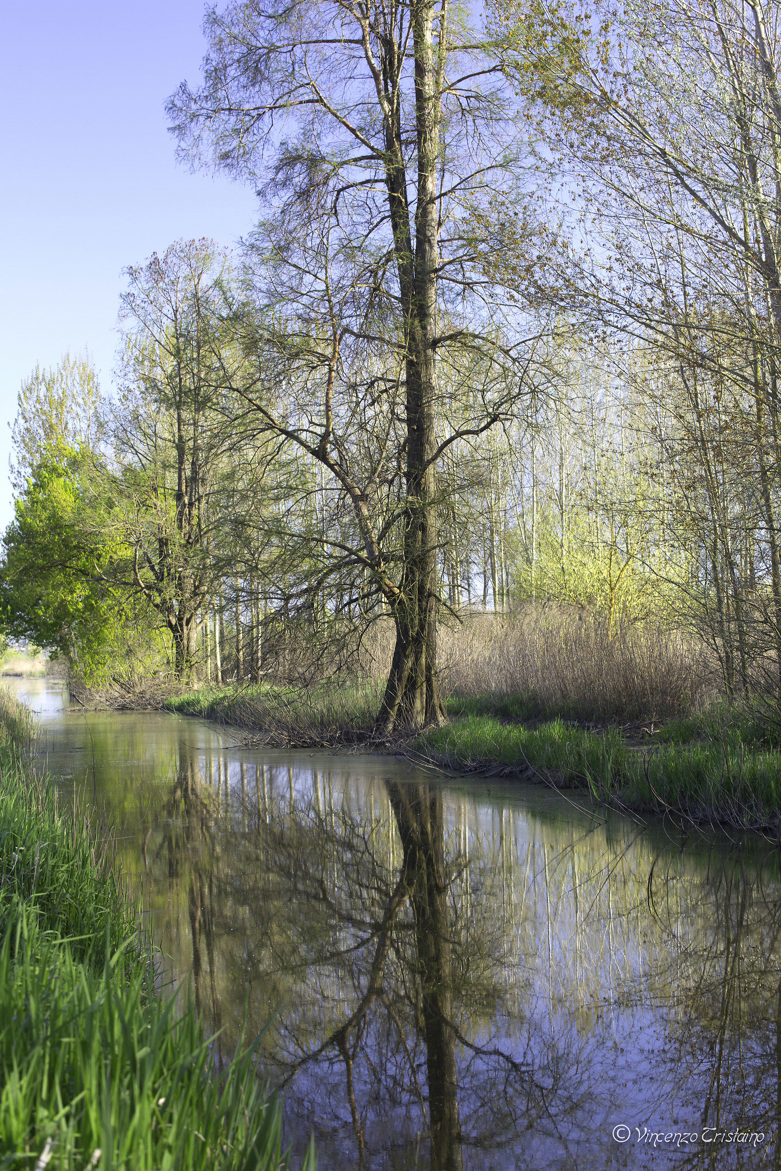 Padule di Fucecchio-The warm color