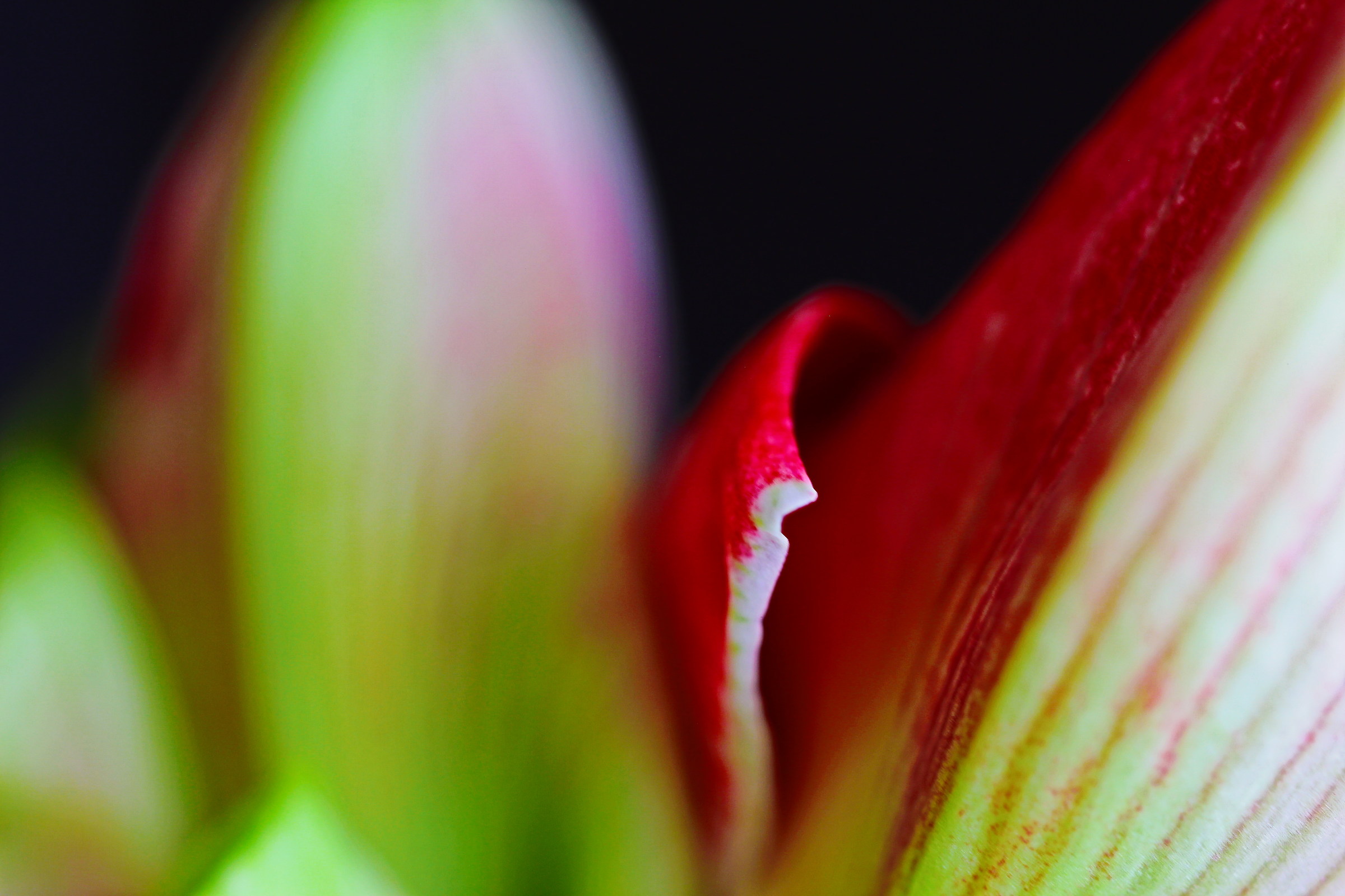 Hippeastrum (particolare)