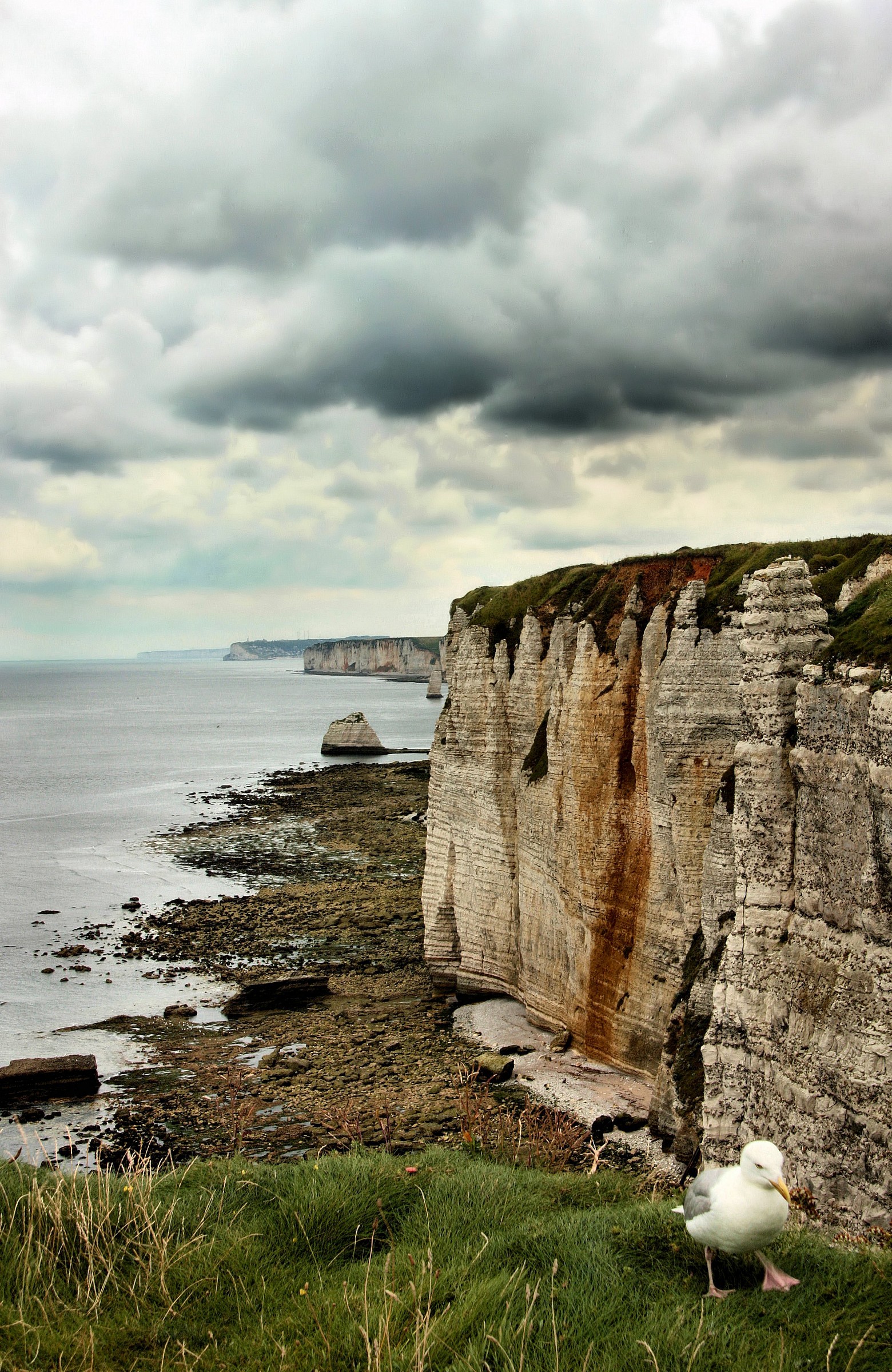 A resident of the cliffs of Etretat