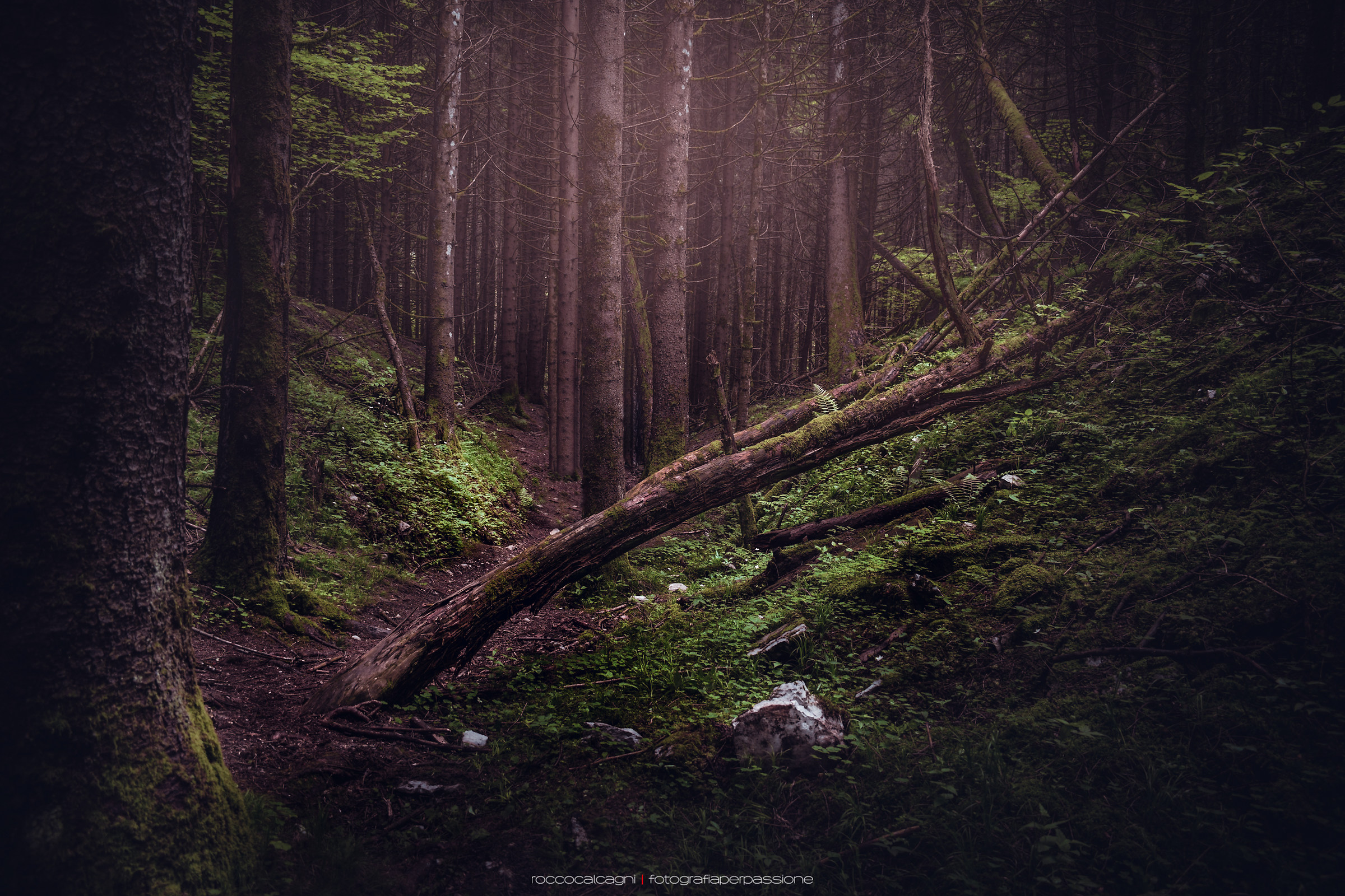 Sentieri nel Bosco Vecchio