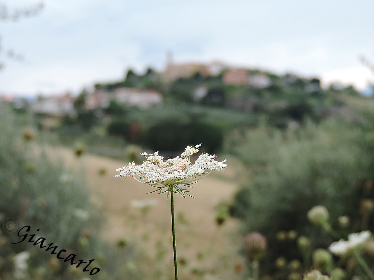 Nature in the foreground
