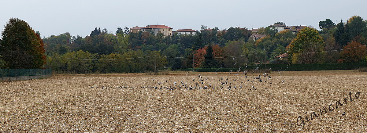 Wheat field after harvesting