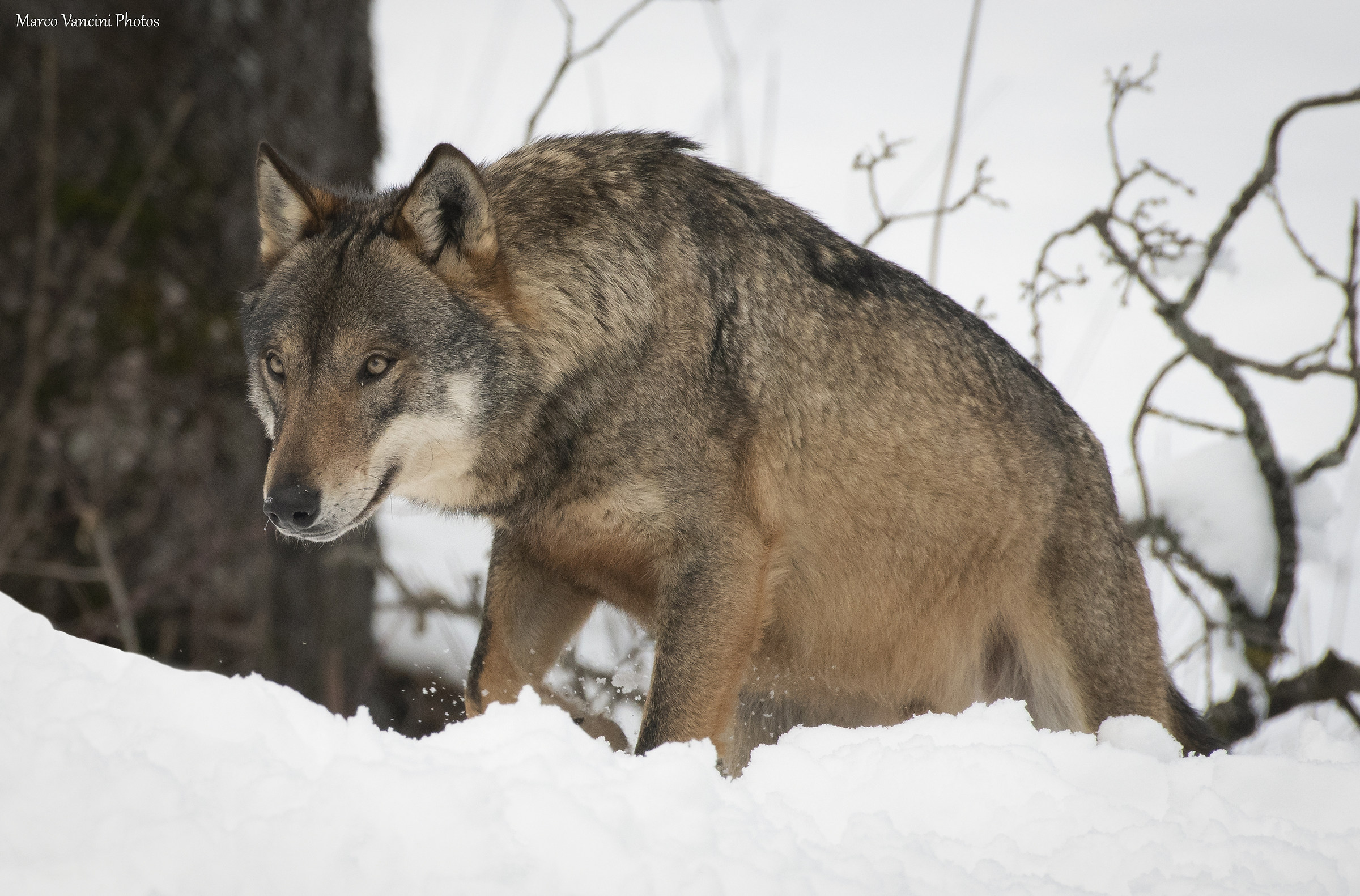 il lupo sulla collina