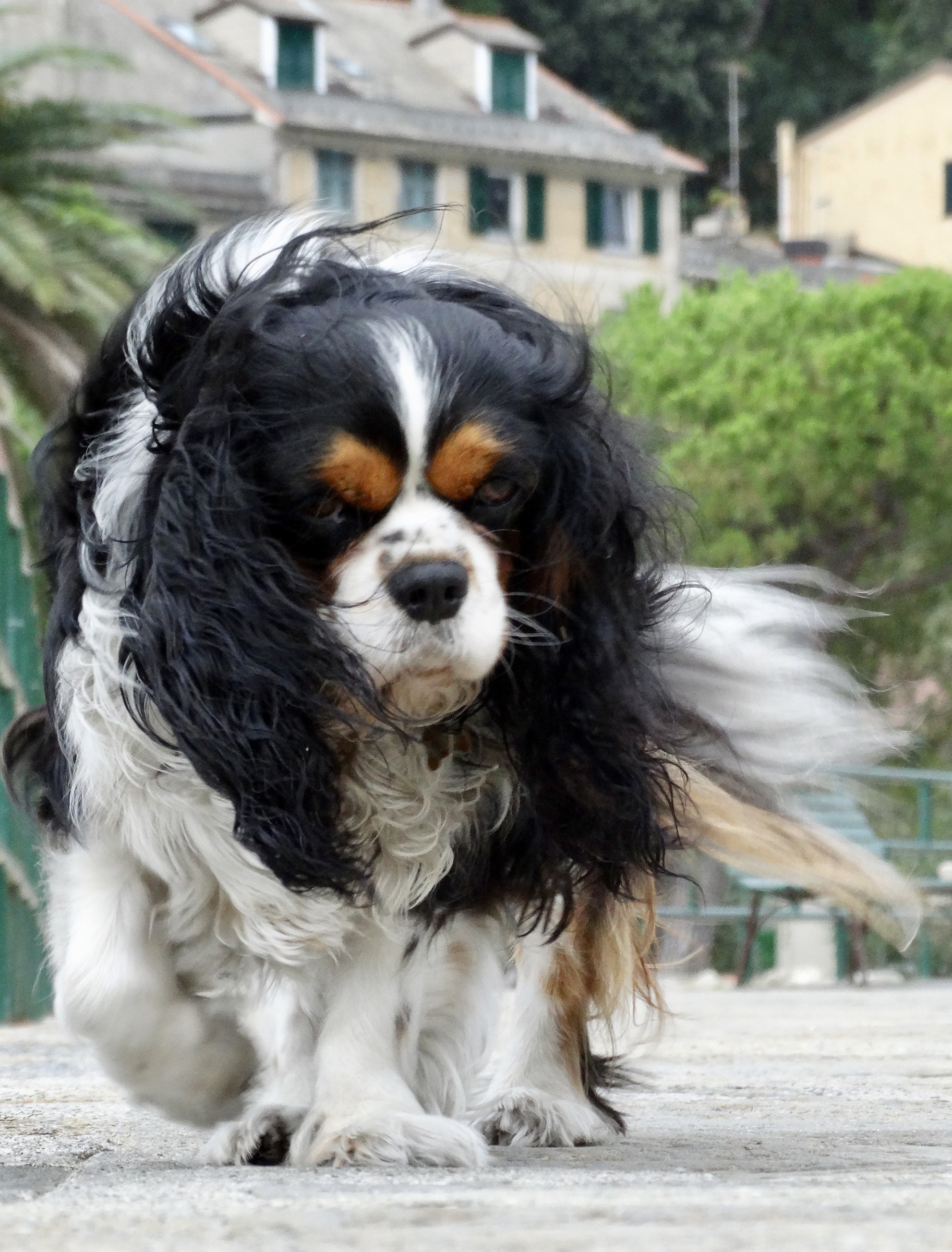 ....peli al vento...