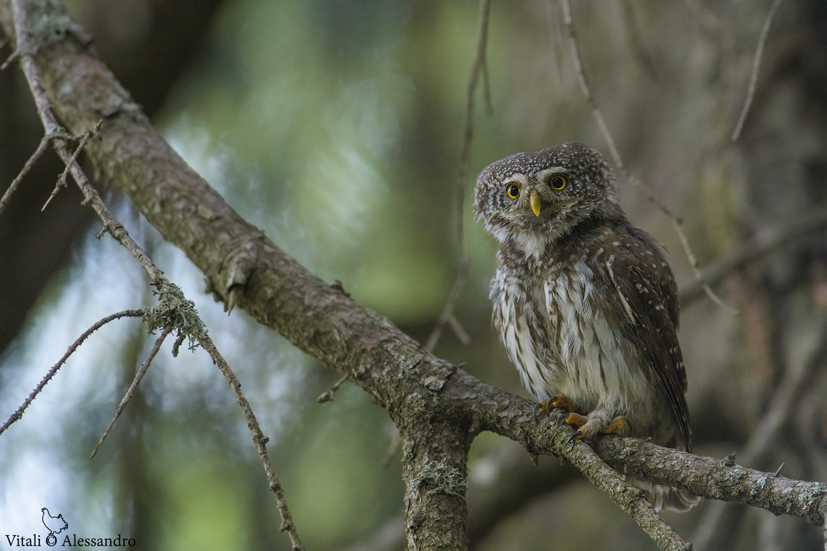Dwarf Owl