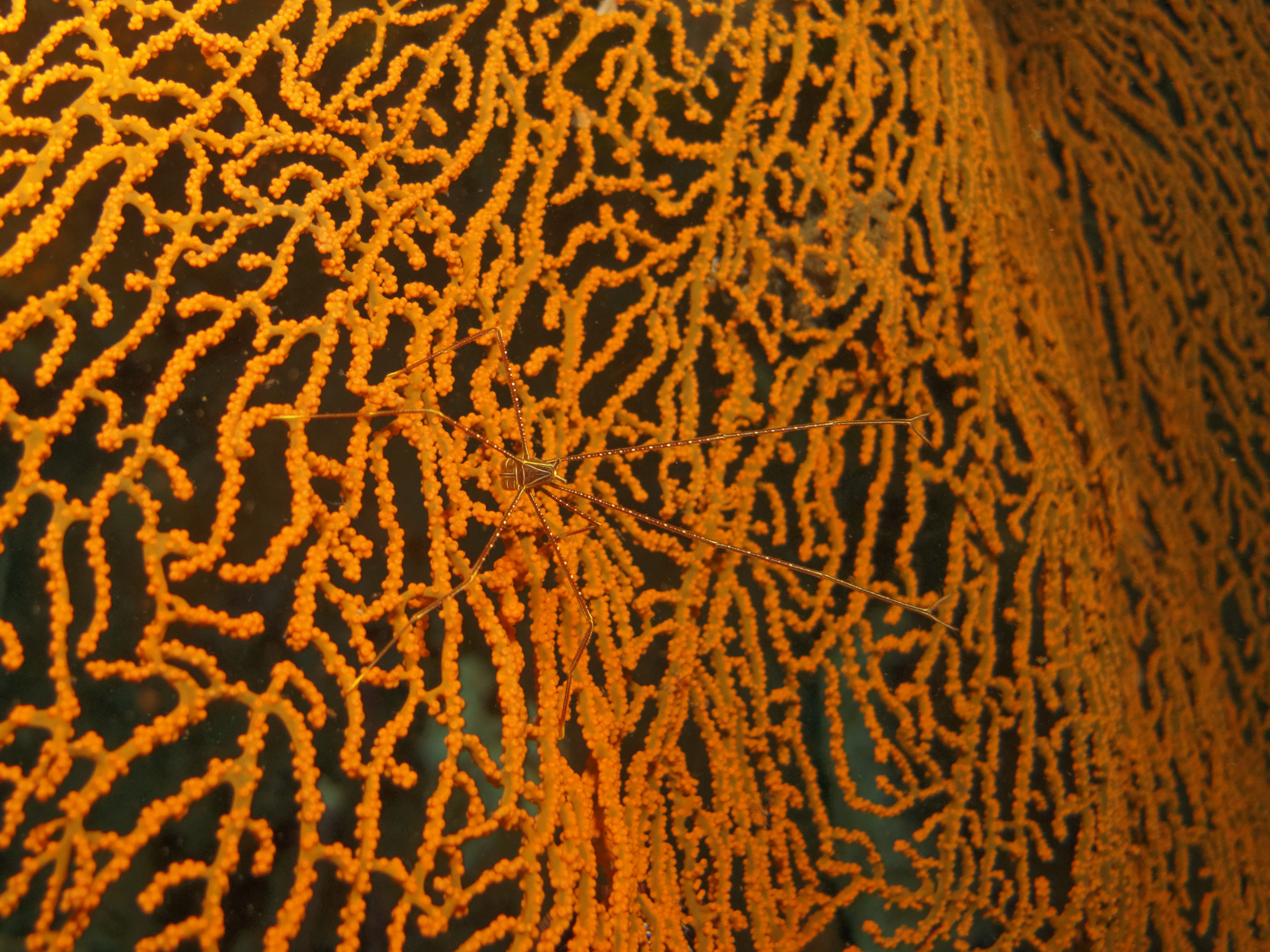 granchio freccia    stenorhynchus seticornis