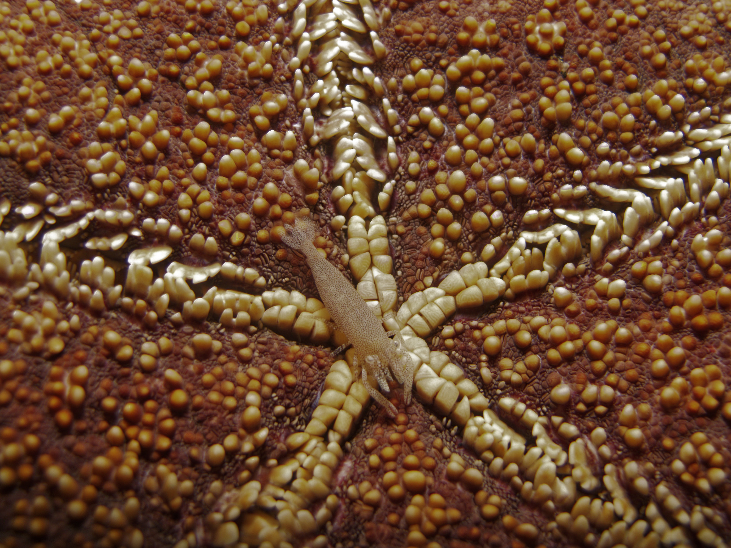 gamberetto simbionte  Zenopontonia soror