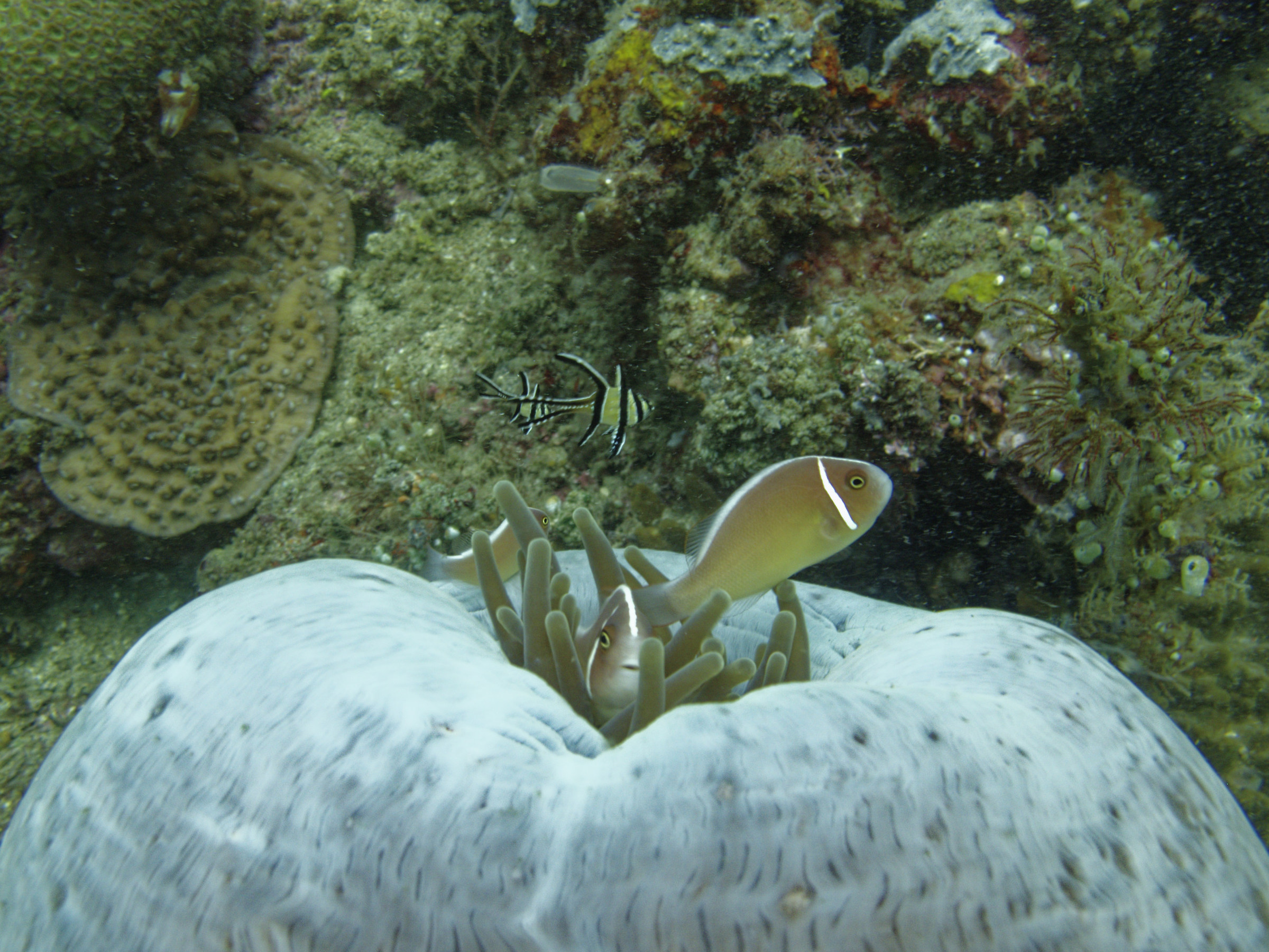 pesce pagliaccio   Amphiprion perideraion