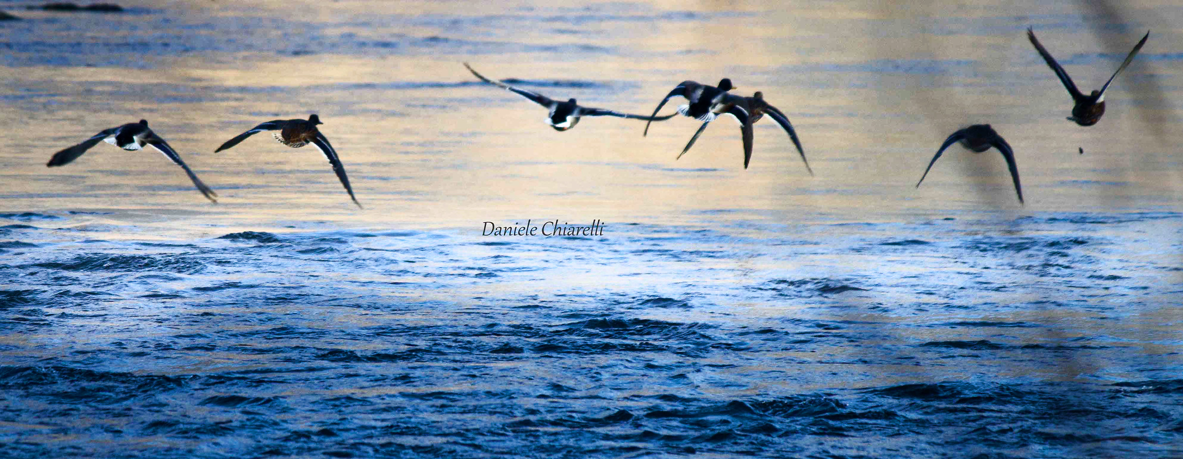 Uccelli acquatici in volo sull'Adda
