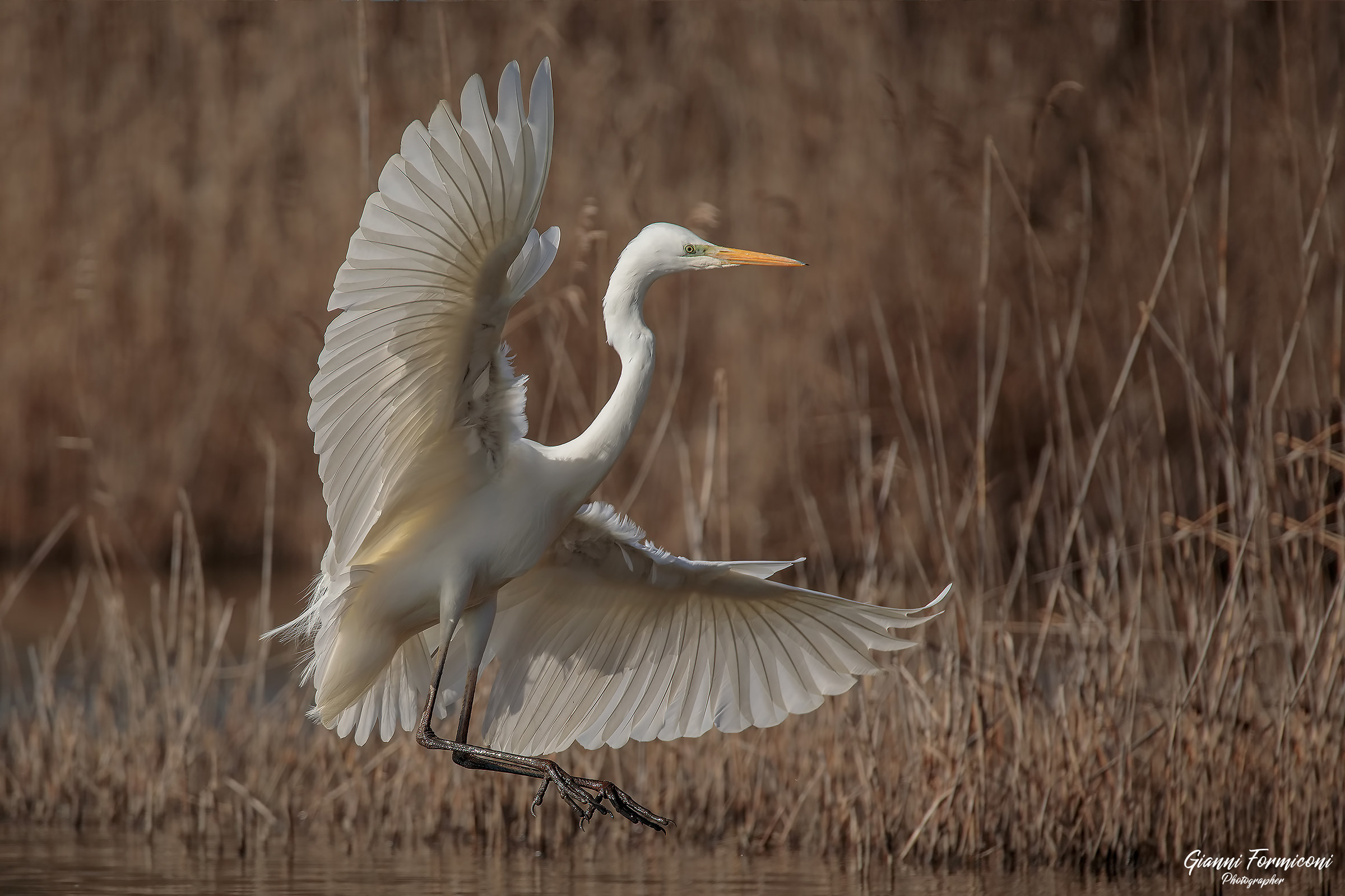 Greater White Heron