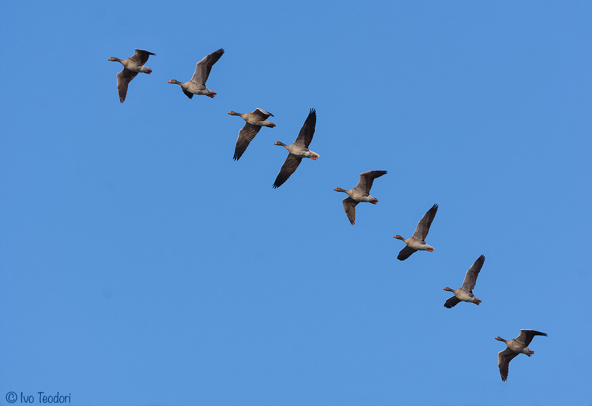 Wild Geese.