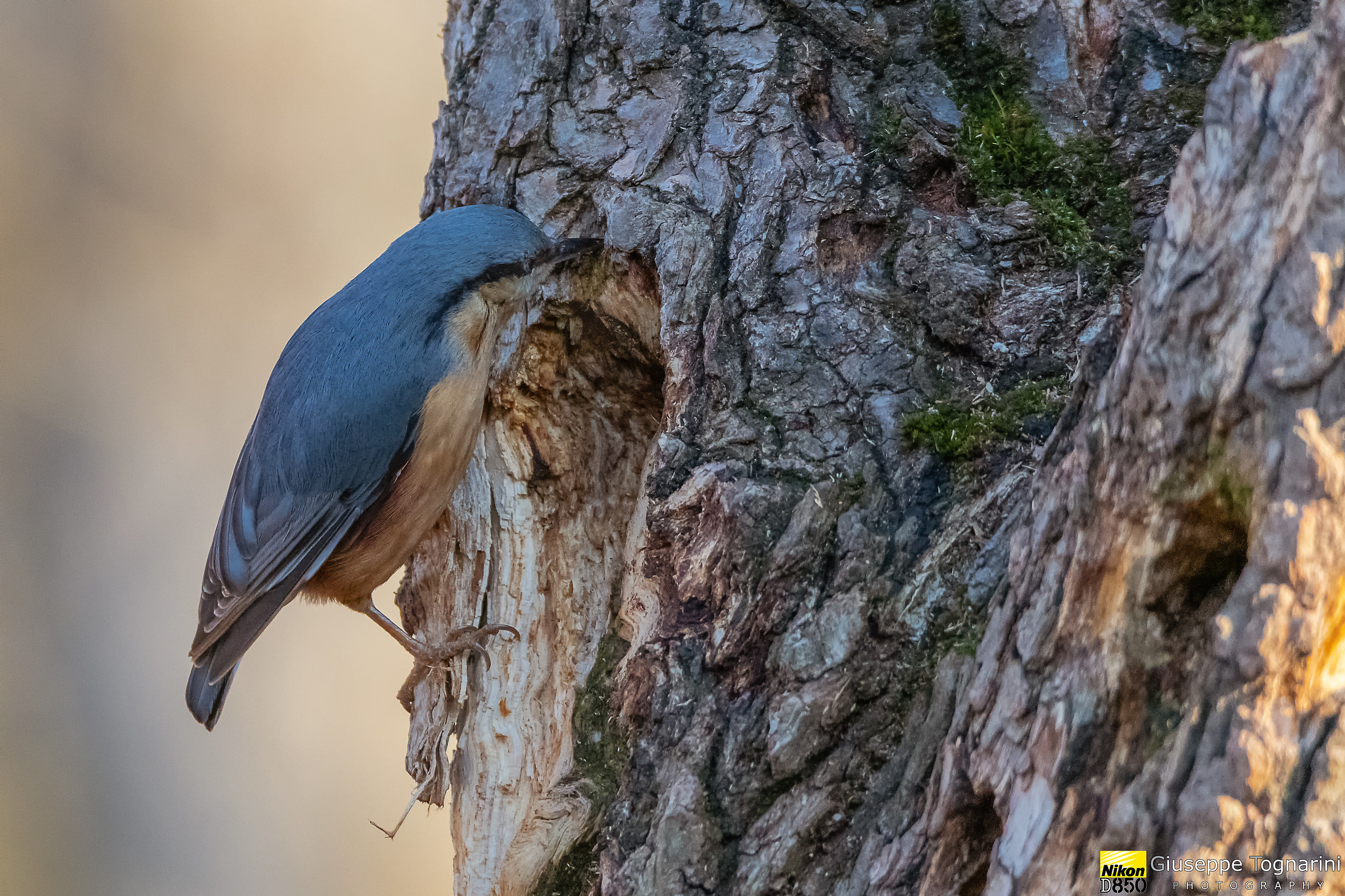 Nuthatch