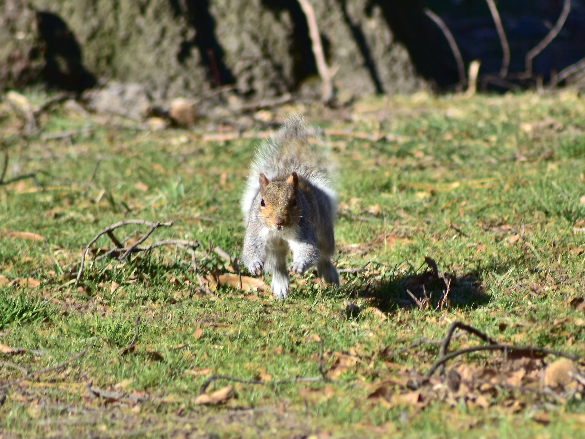Scoiattolo alla riscossa