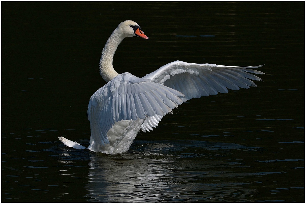 Mute Swan
