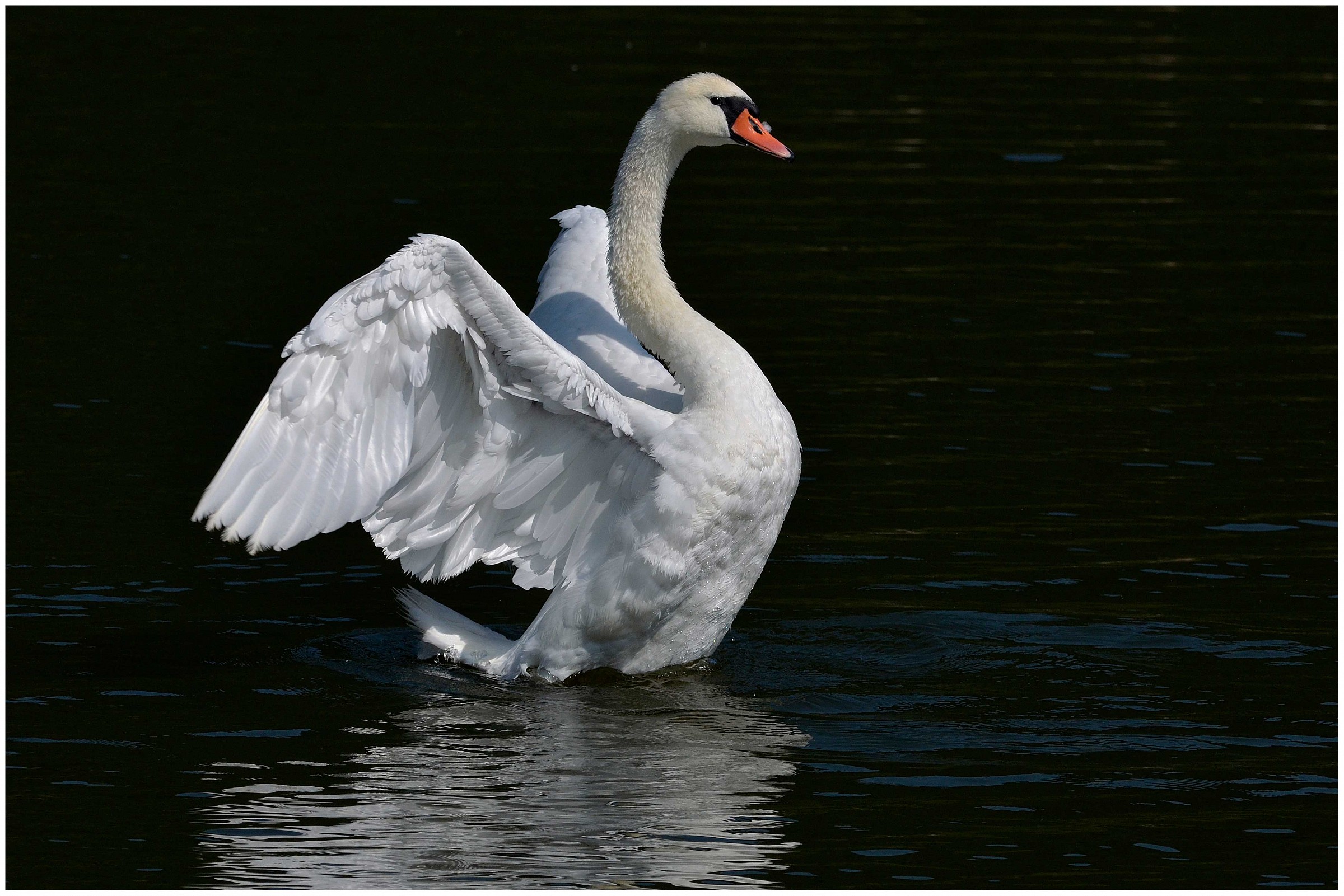 Mute Swan