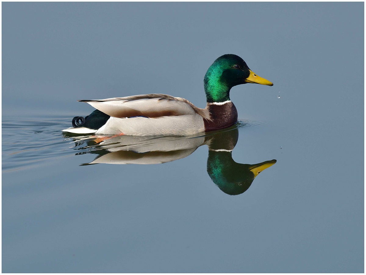 Mallard