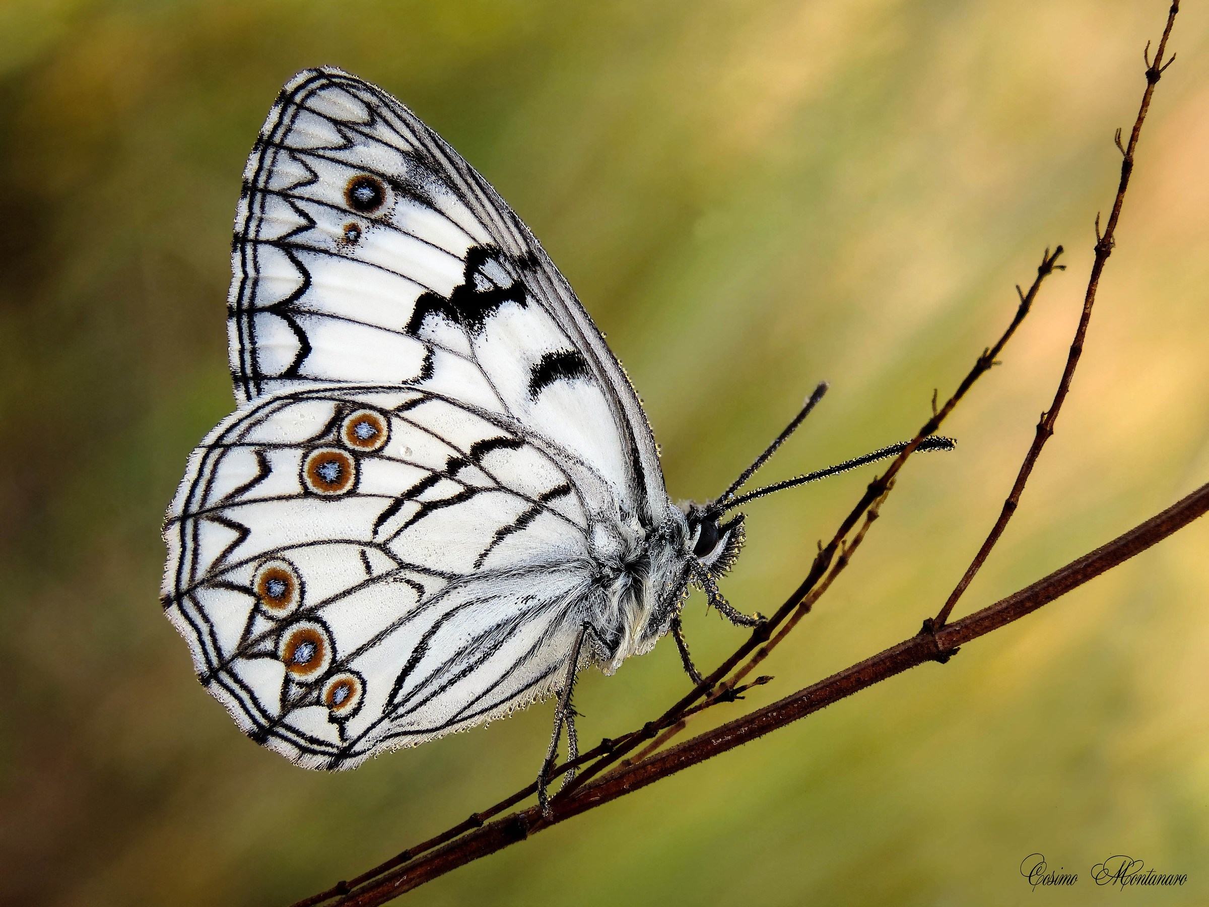 Melanargia Arge