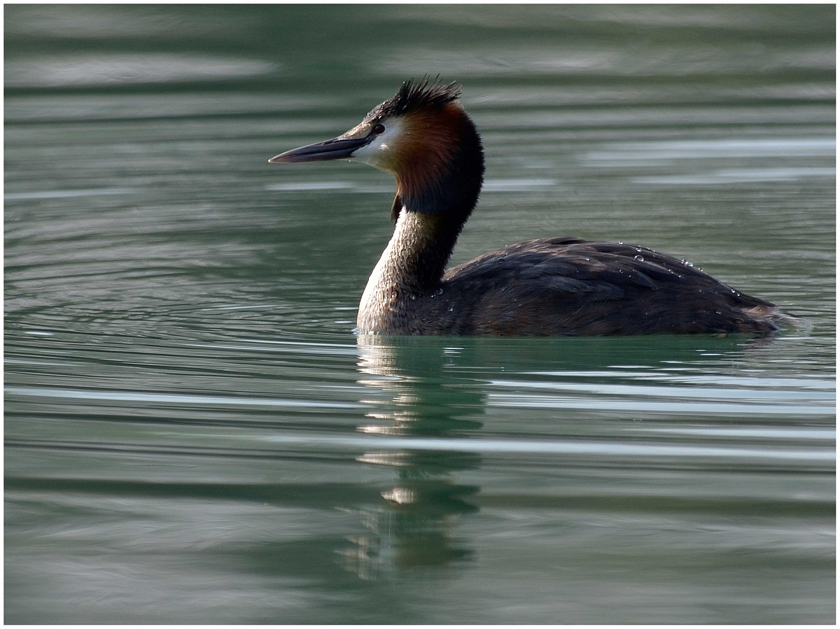 Grebe