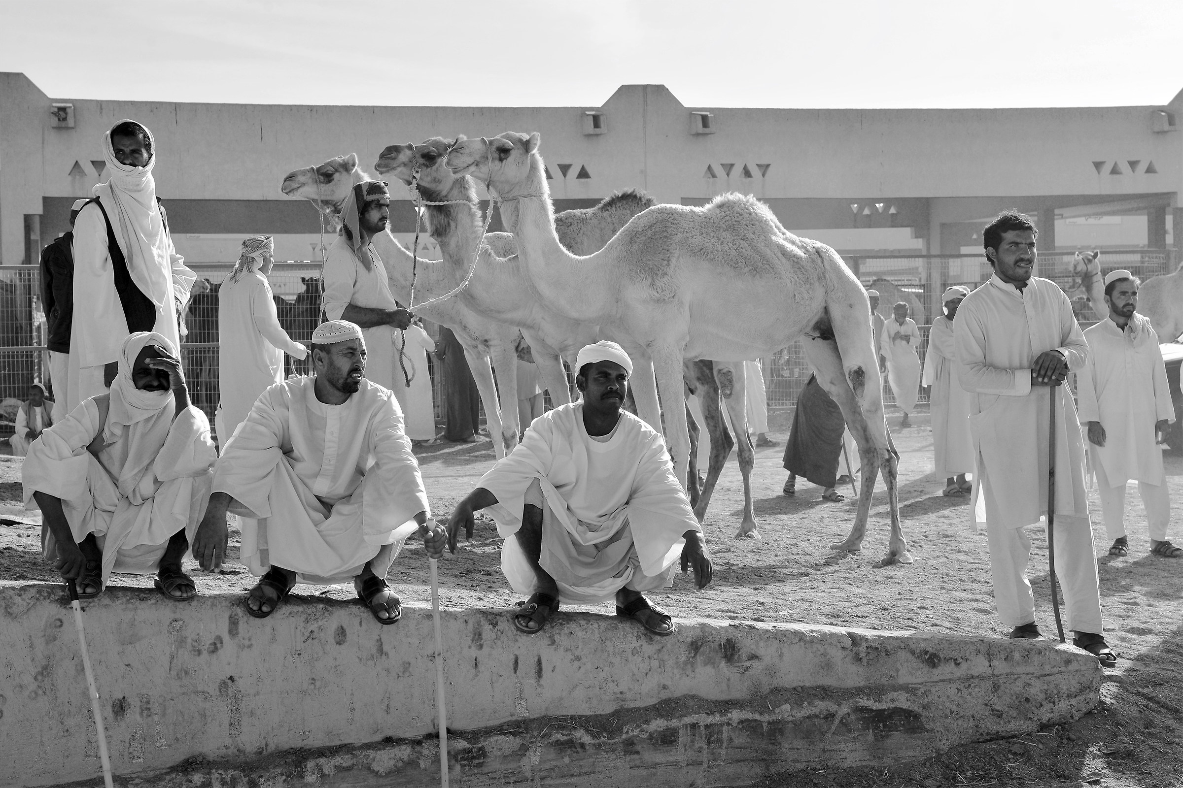 Dromedary Market
