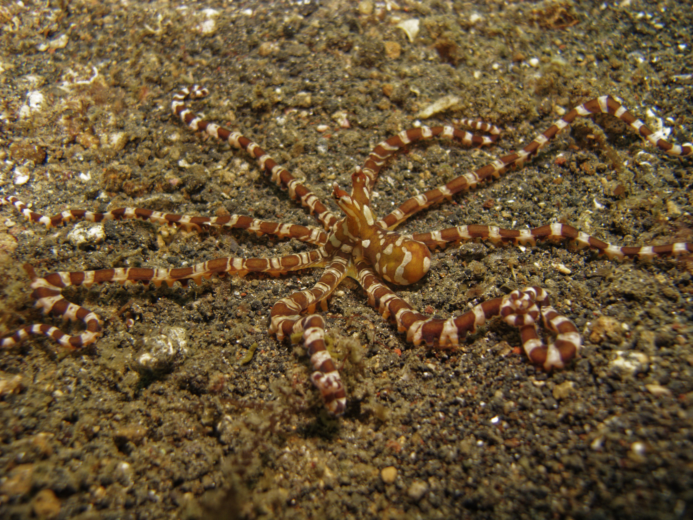 Polpo Octopus