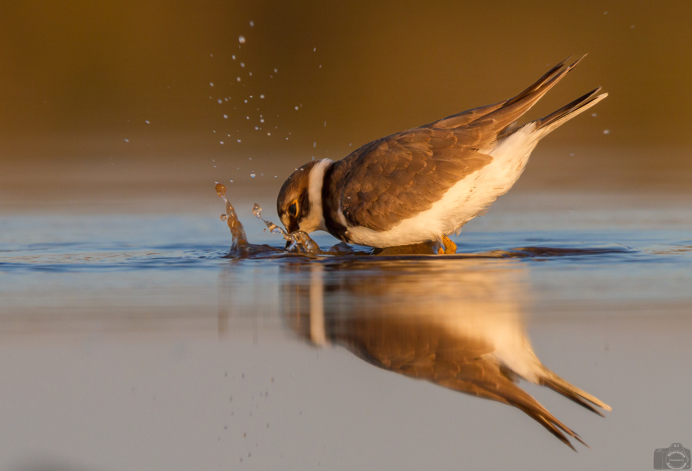 Bagnetto all'alba del Corriere piccolo