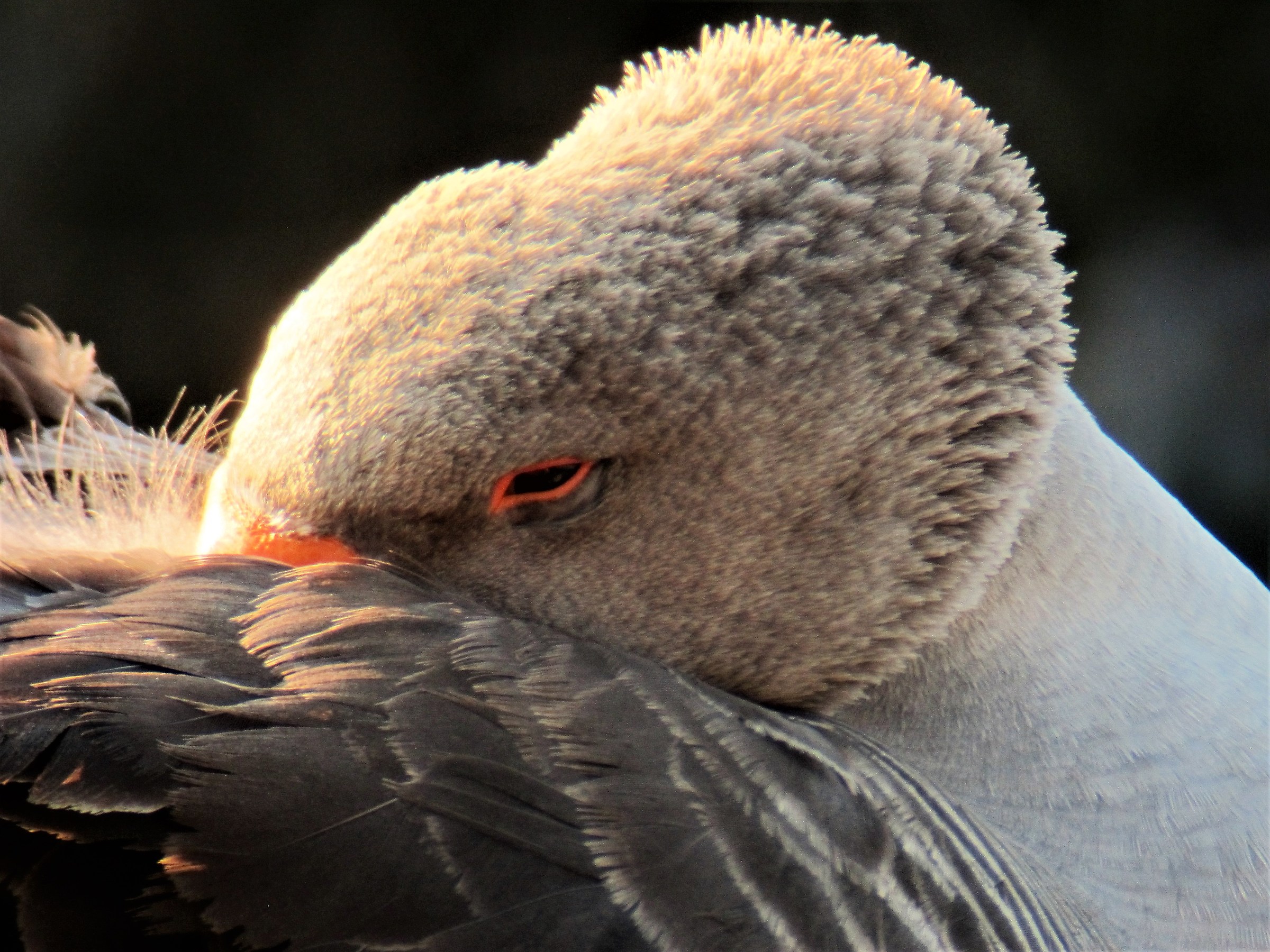 Wild Goose (Anser anser)