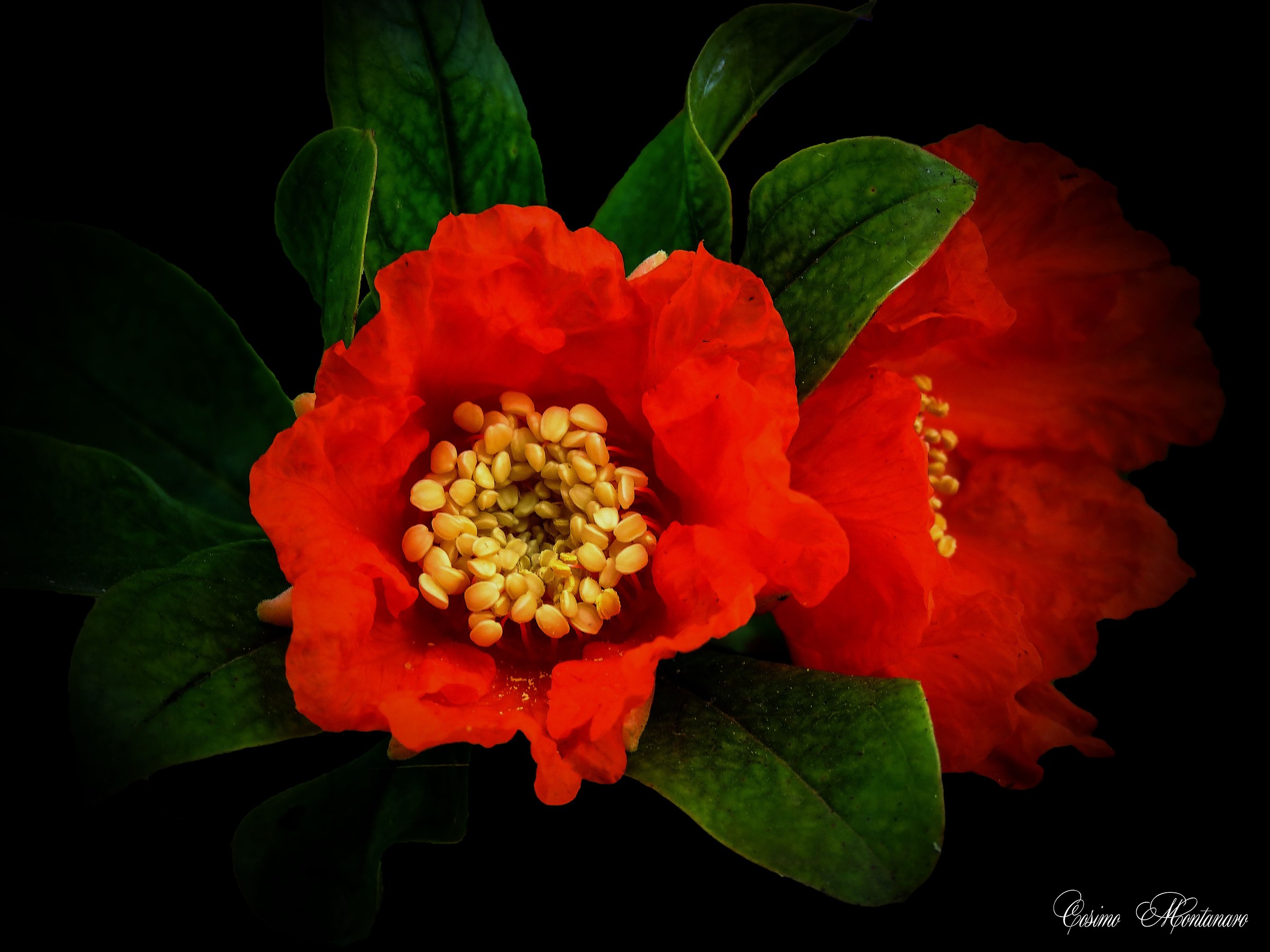 Pomegranate Flower