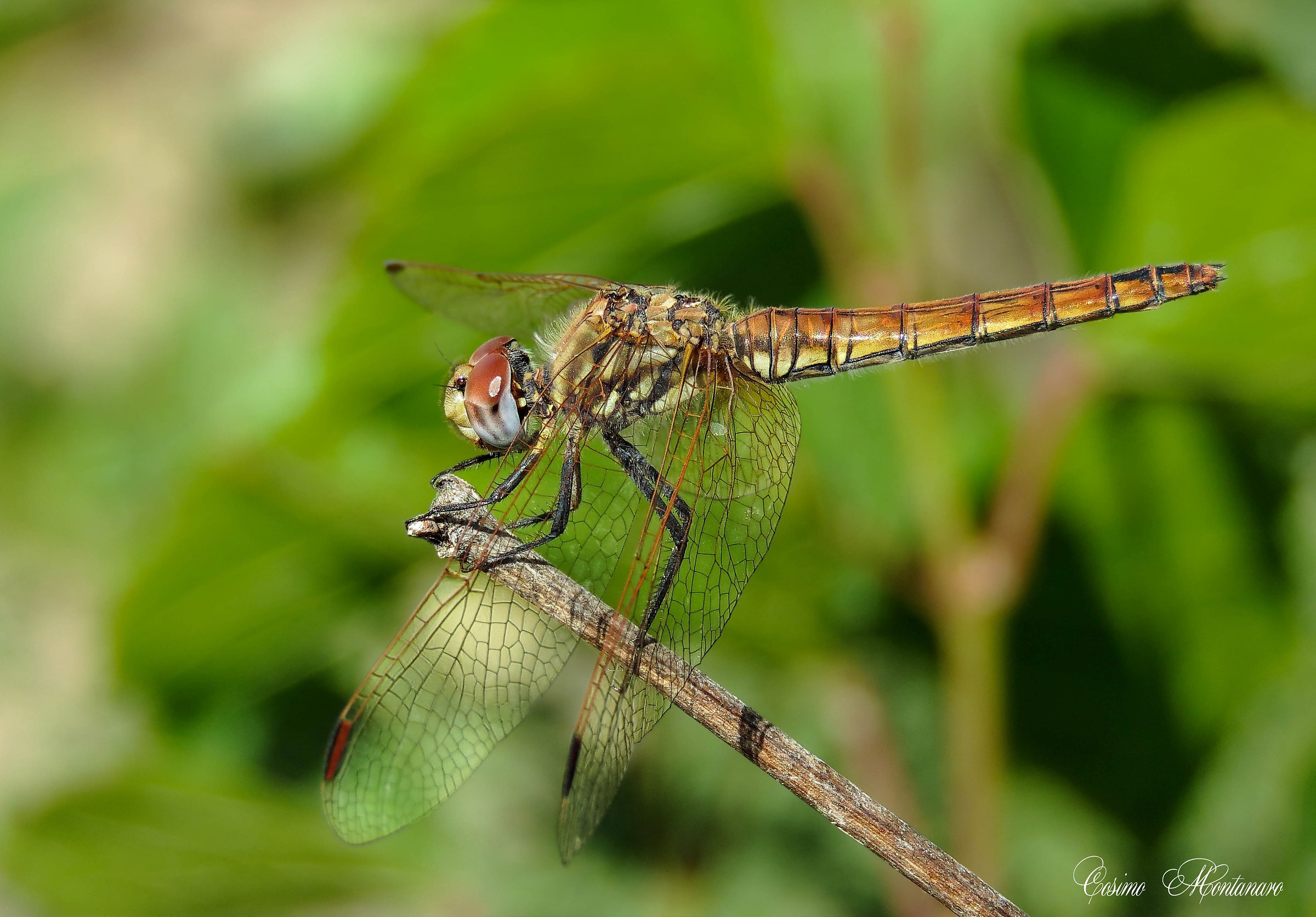 Trithemis annulata &female;