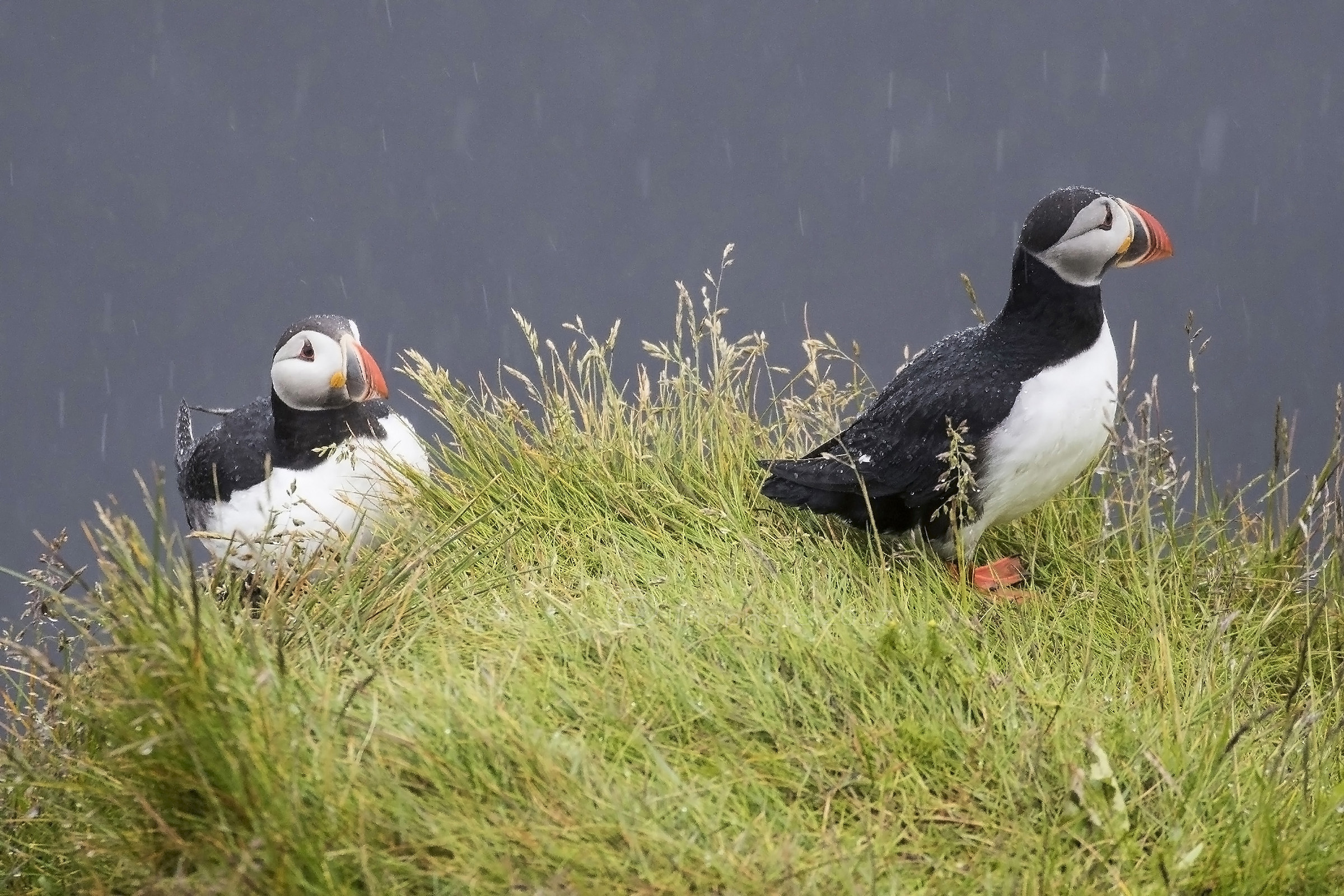 Today it's pouring......