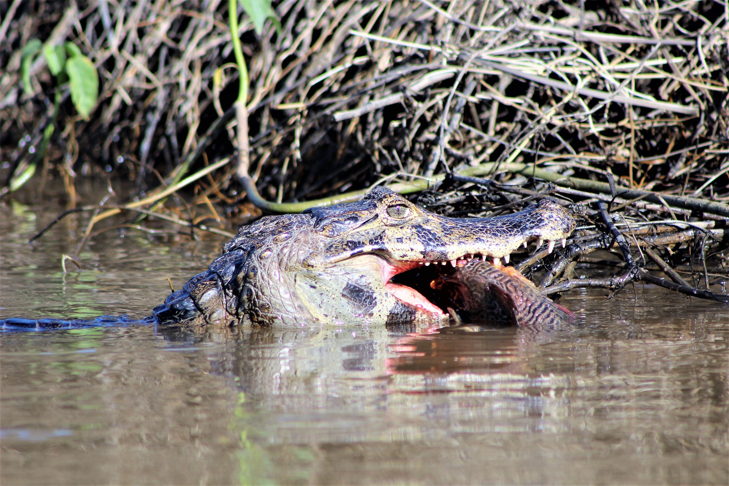 Caimano Jacarè e la sua colazione