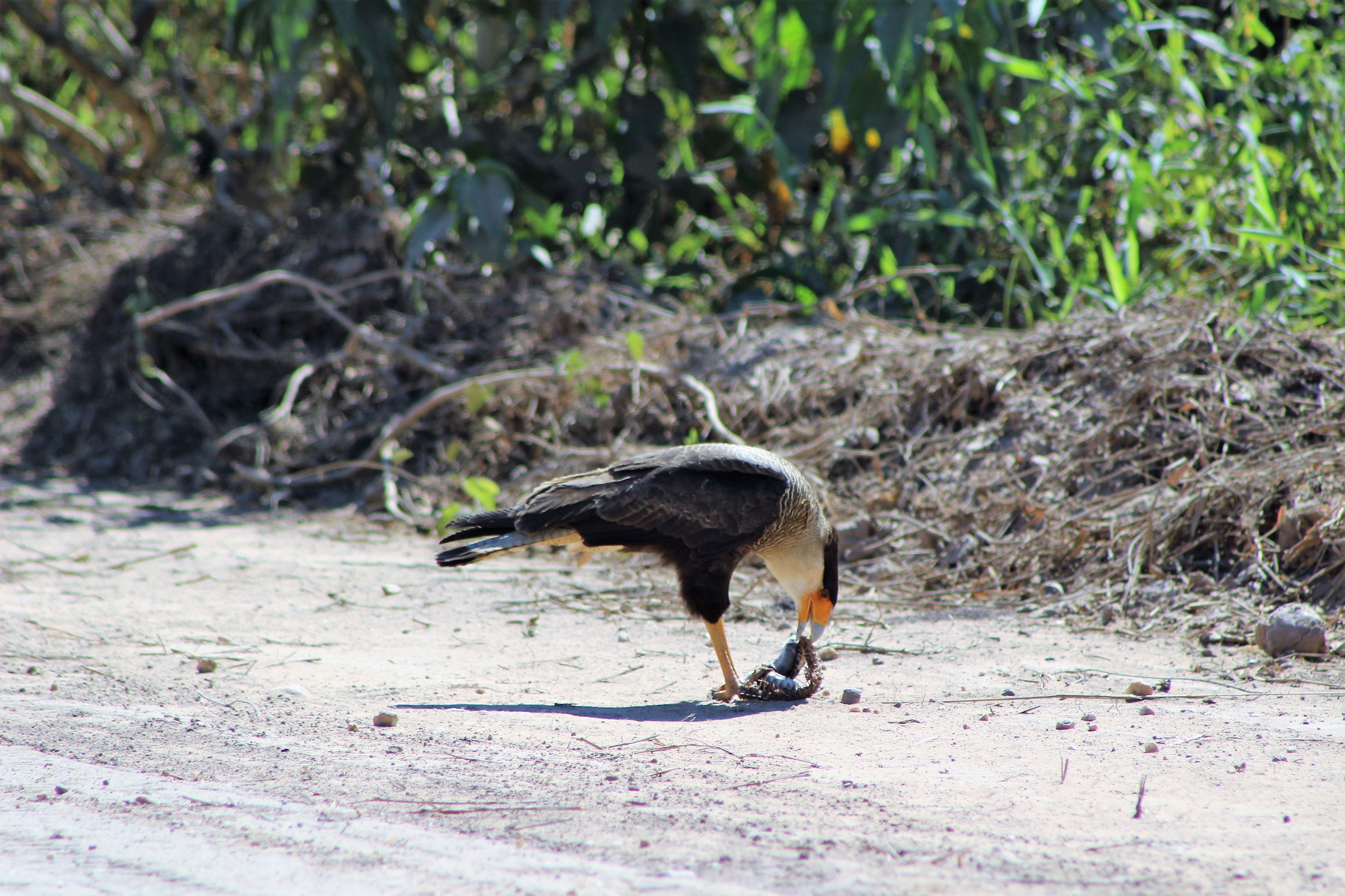 Buon appetito (Caracara plancus)