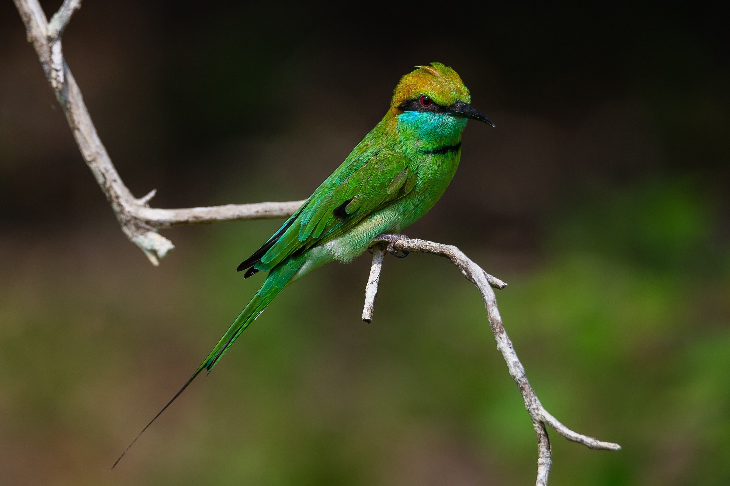 Green Bee-Esther Green Eater