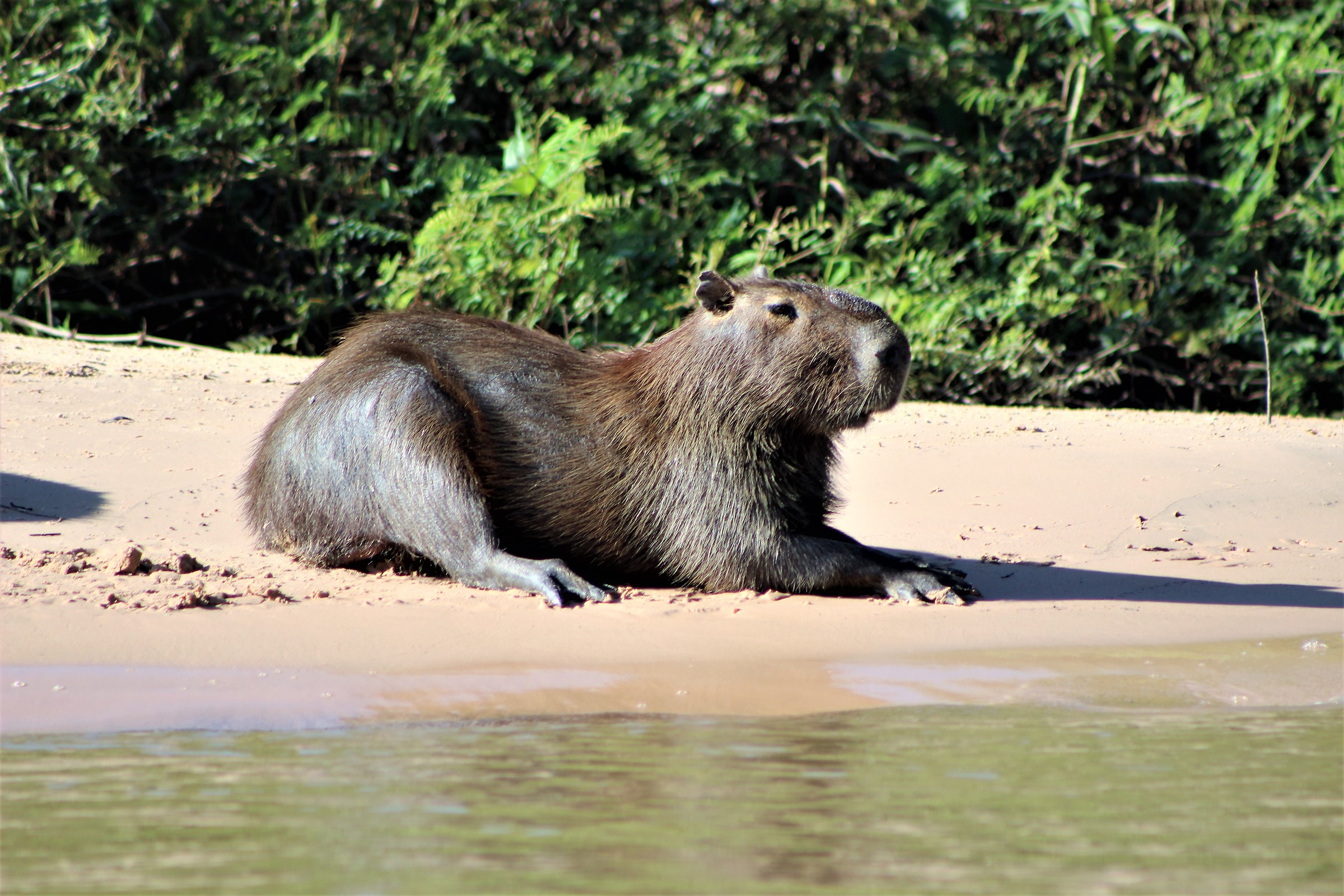 Capibara il roditore più grande al mondo