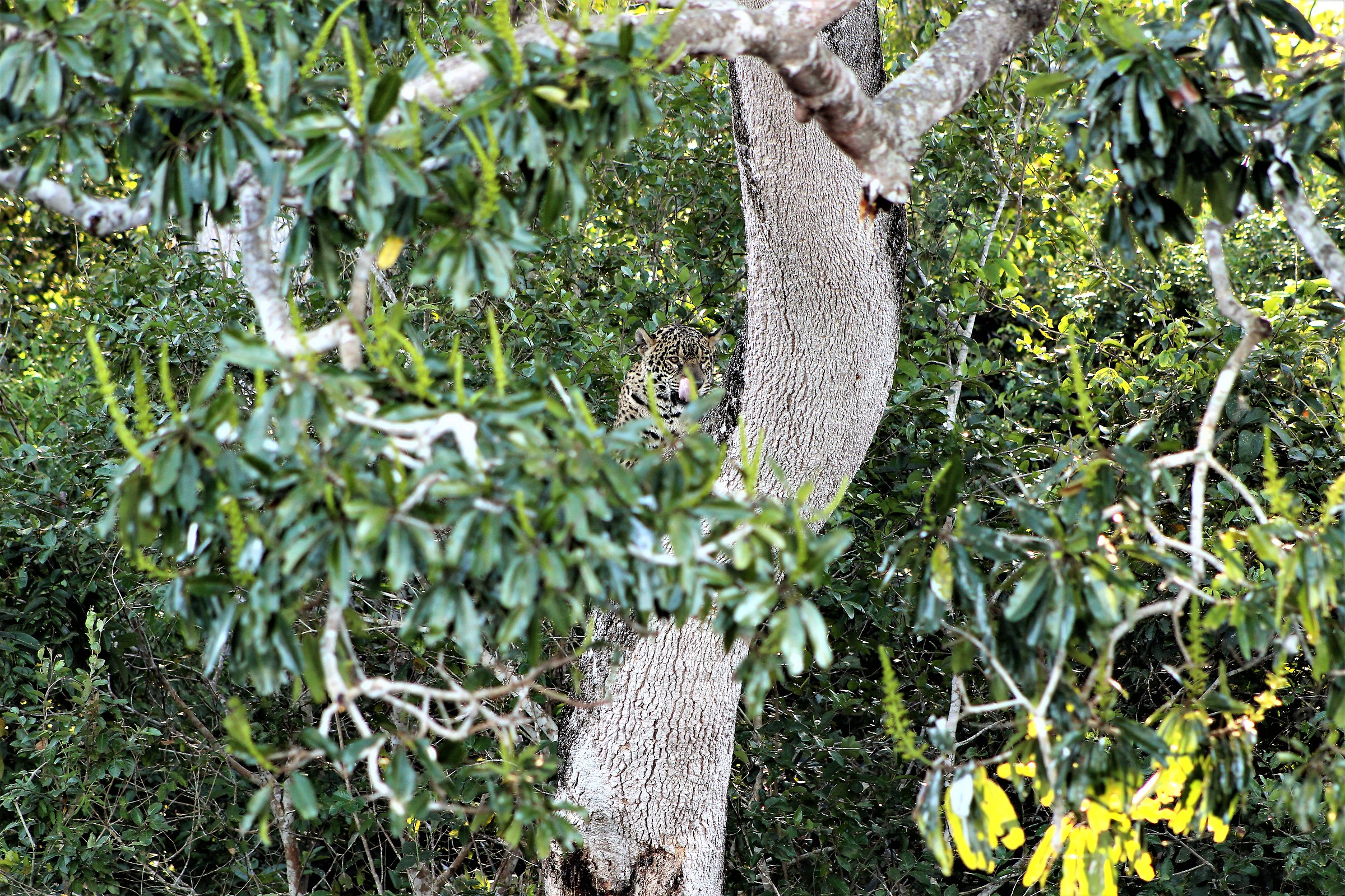 Giaguaro si lecca i baffi dopo aver puntato un caimano