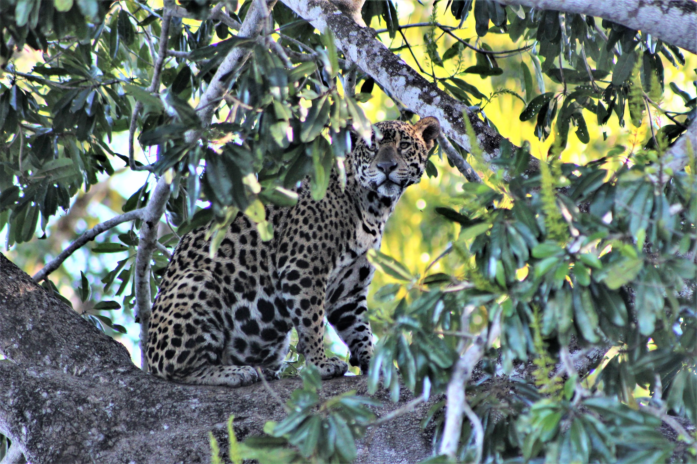 Il trono di un vero Re! Grande felino e grand predatore