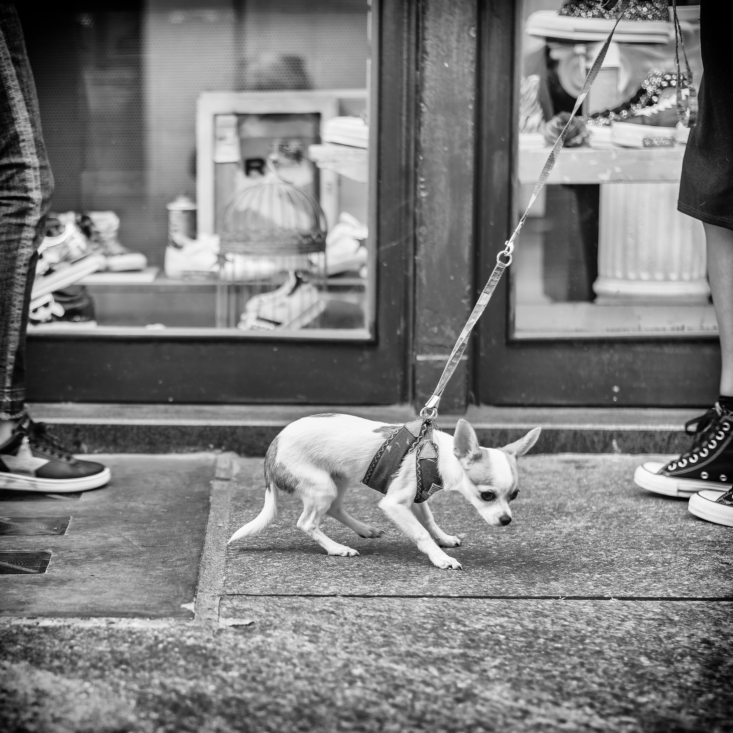 Ringraziate che sono minuscolo