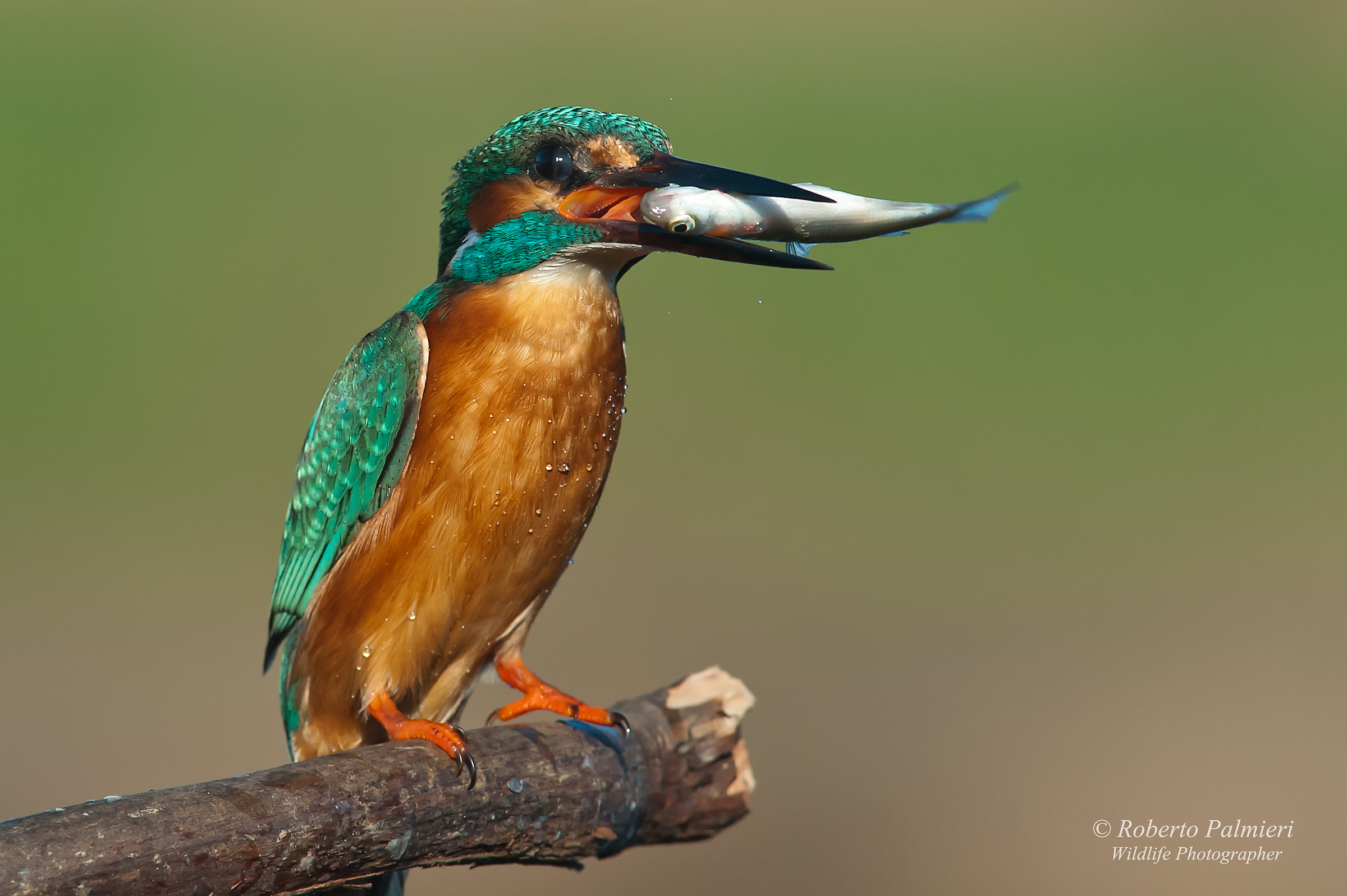Kingfisher with fish
