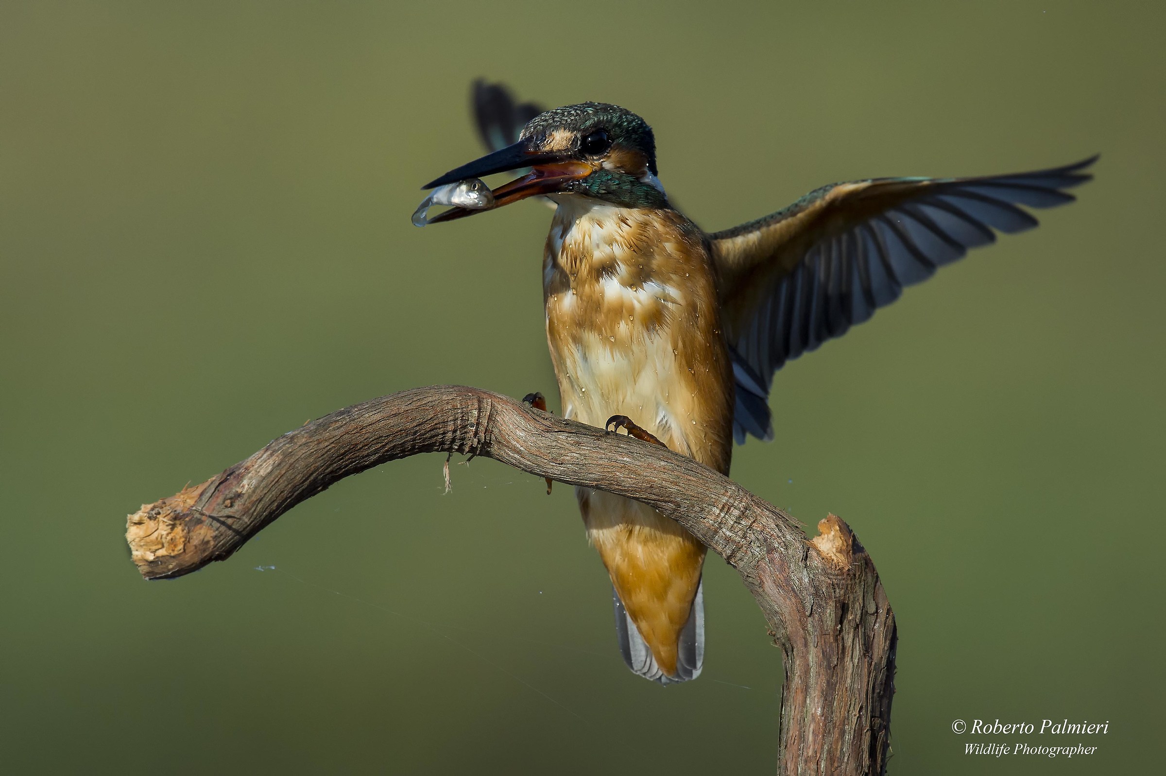 Kingfisher with fish