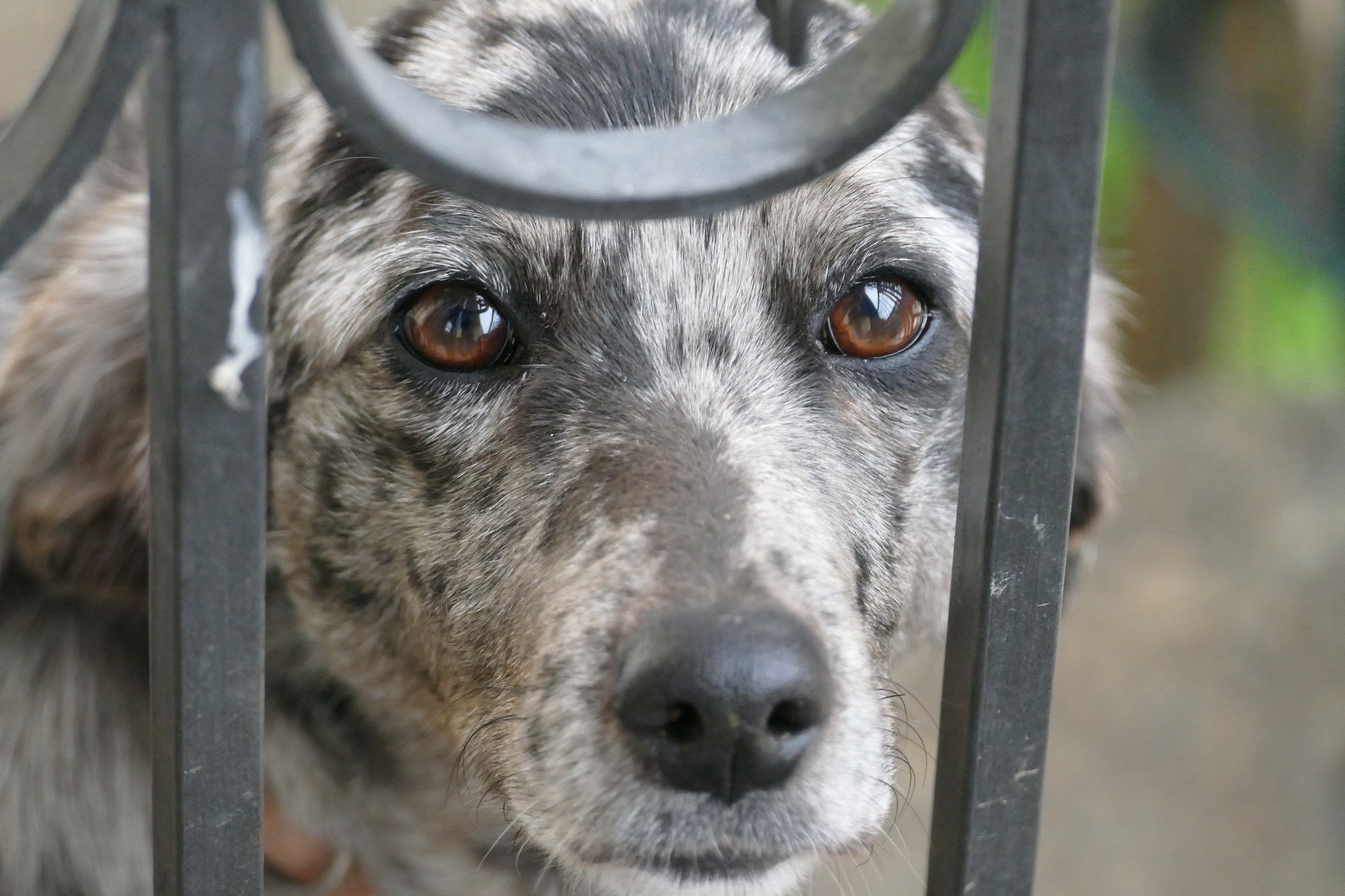 Flora dal fiuto insuperabile