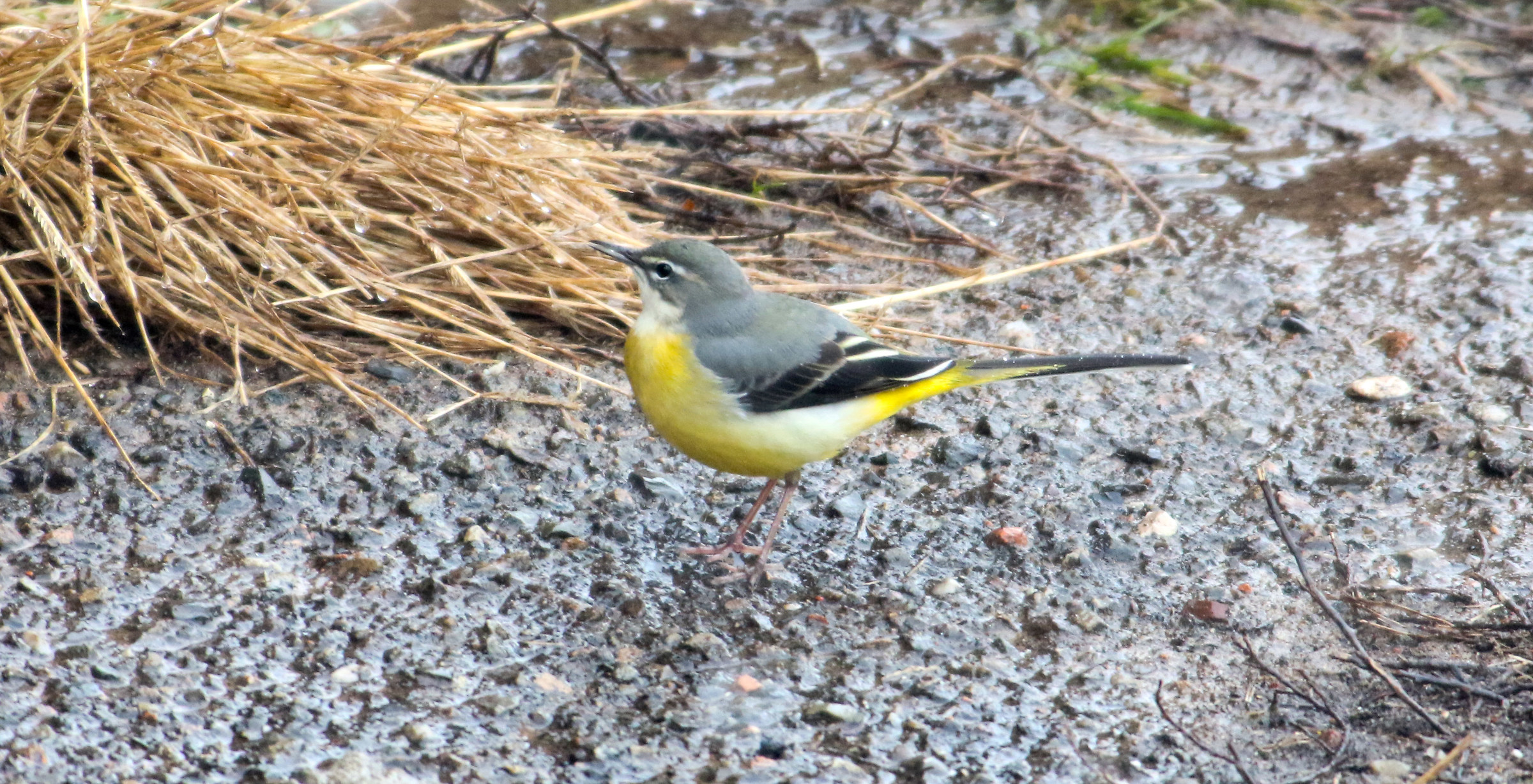 The Yellow Ballerina