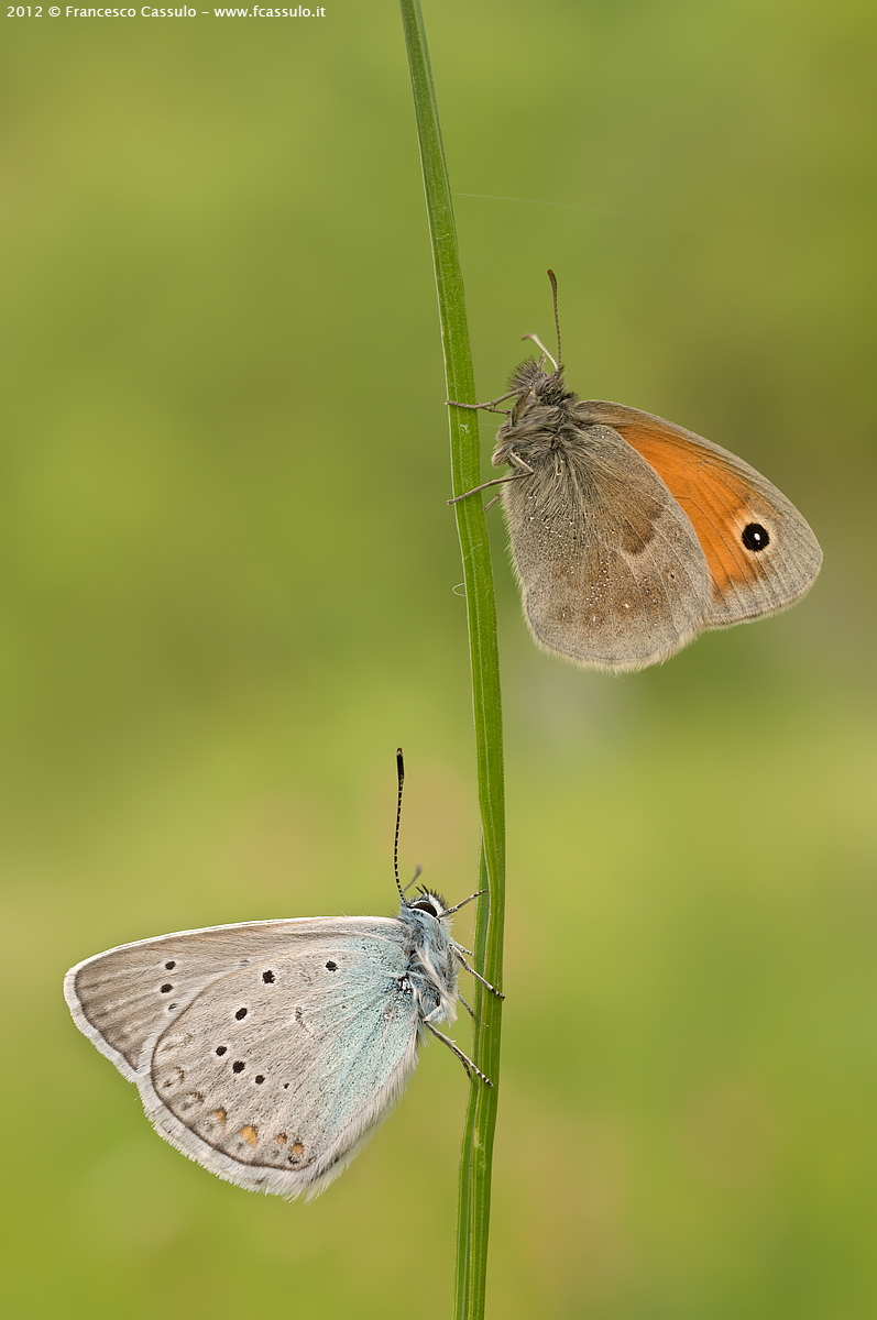 Coenonympha pamphylus and Polyommatus amandus