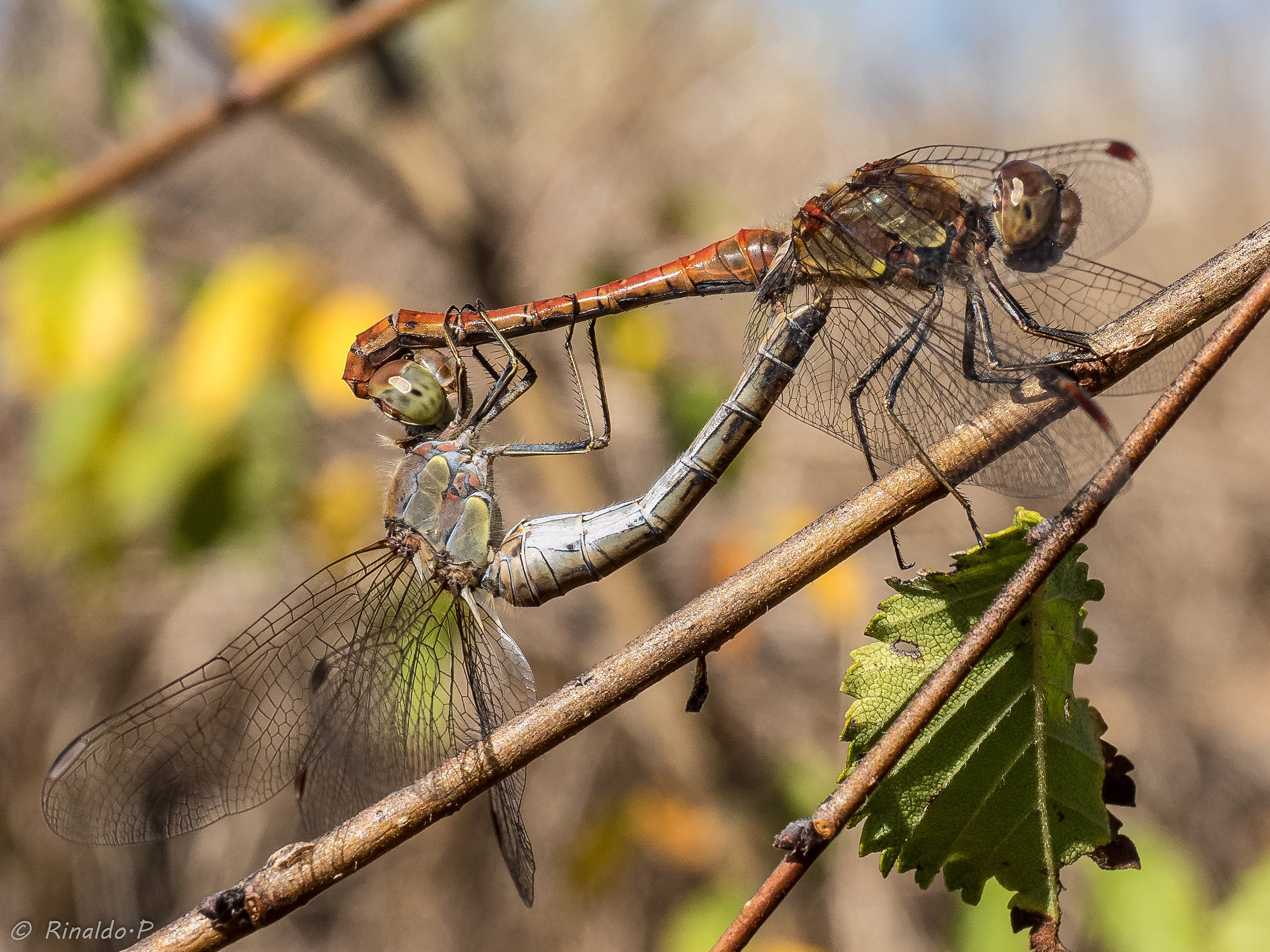 libellule in accoppiamento
