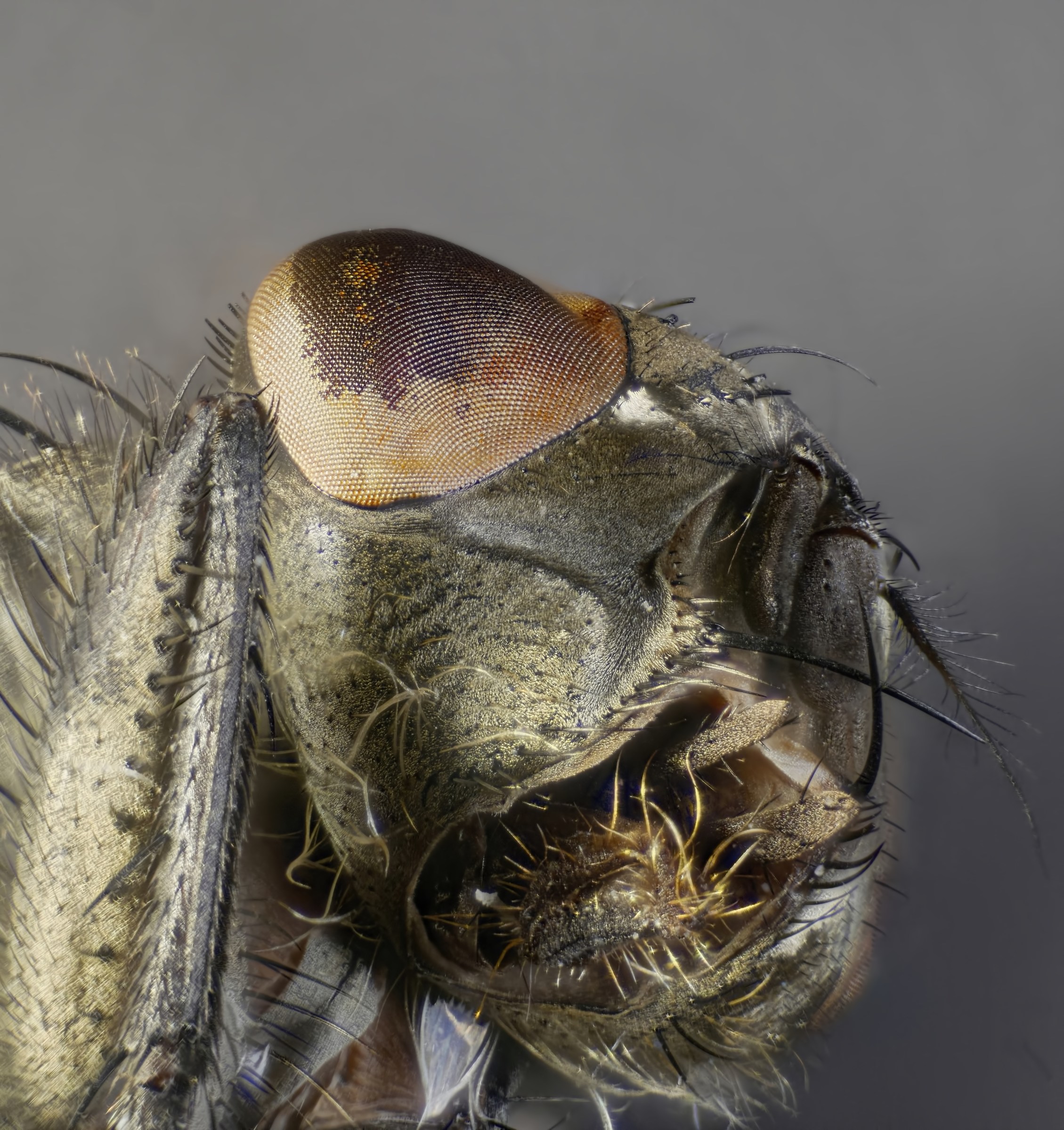 Musca domestica 3