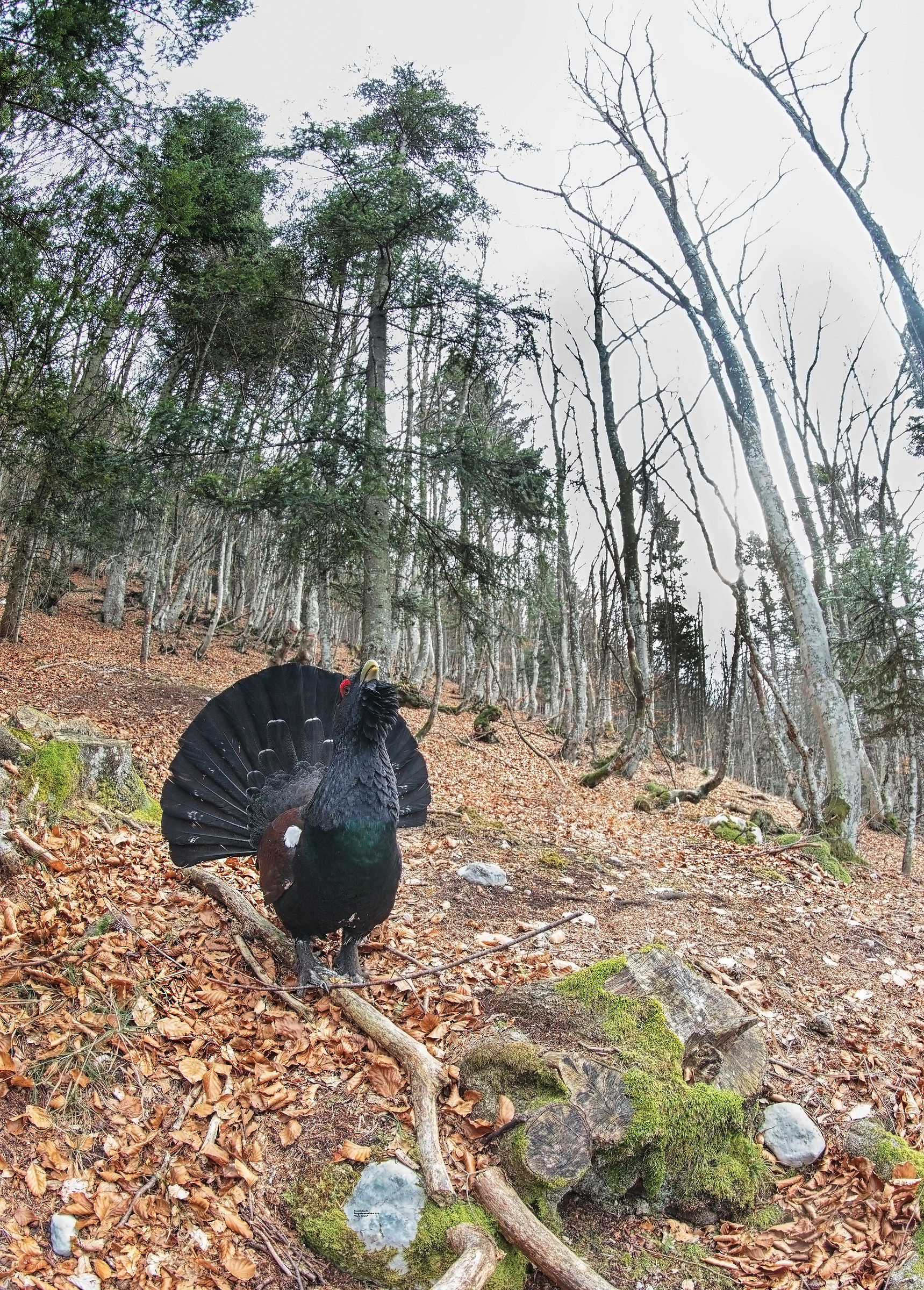 Foresta Mista Alpina e Tetraonidi