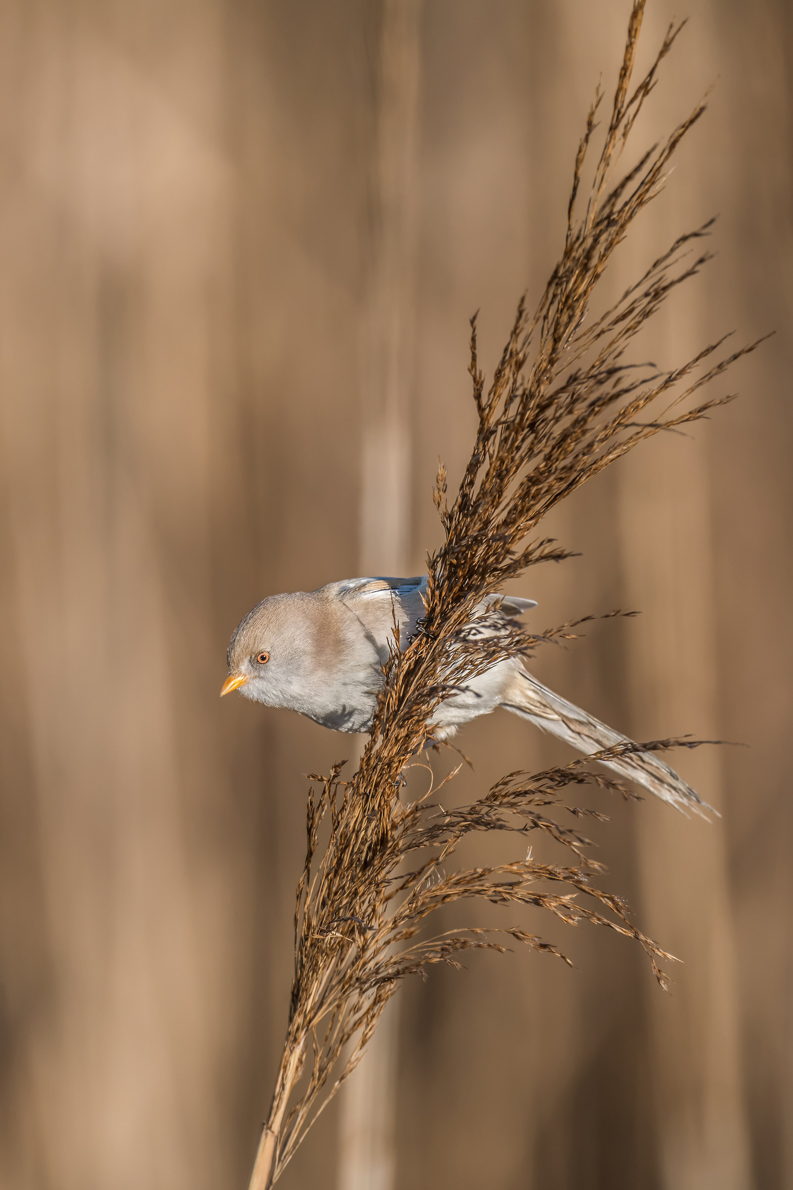 Basettina e cannuccia di palude