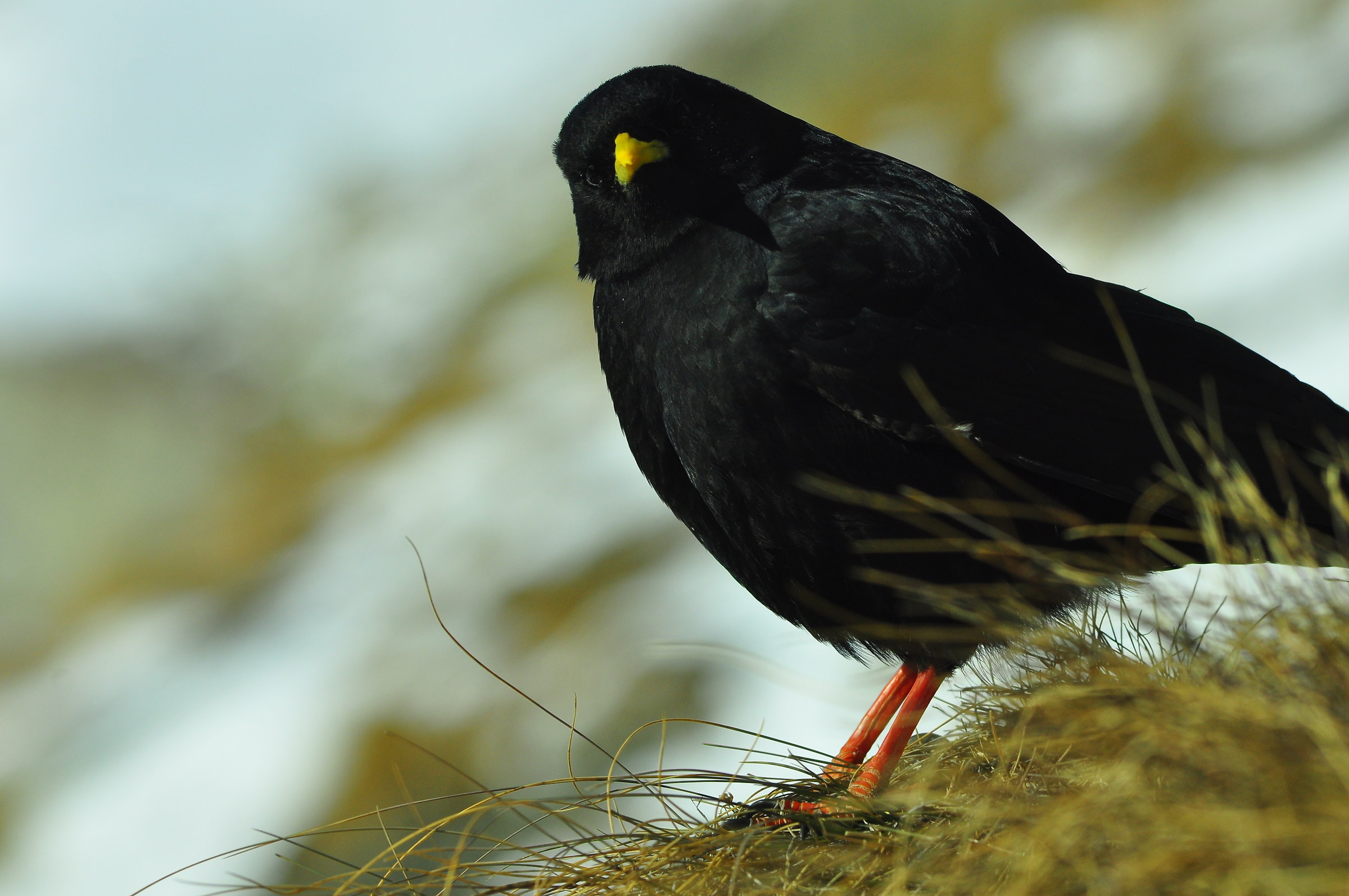Cute Alpine Chough