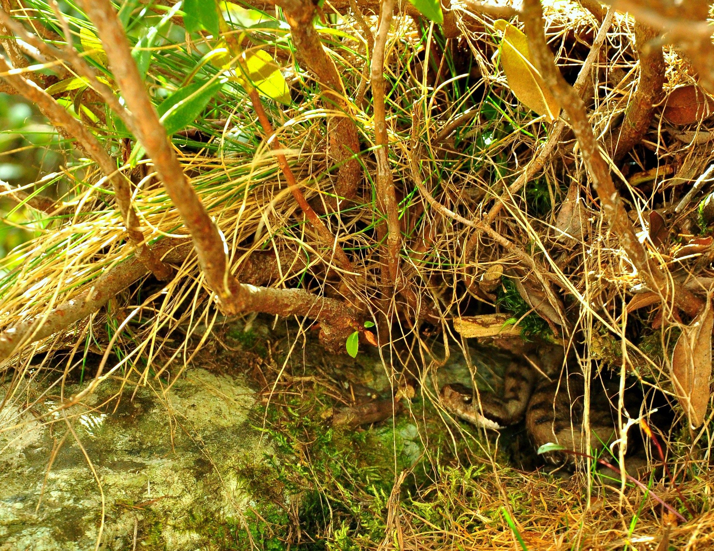 Vipera Atra Aosta Valley