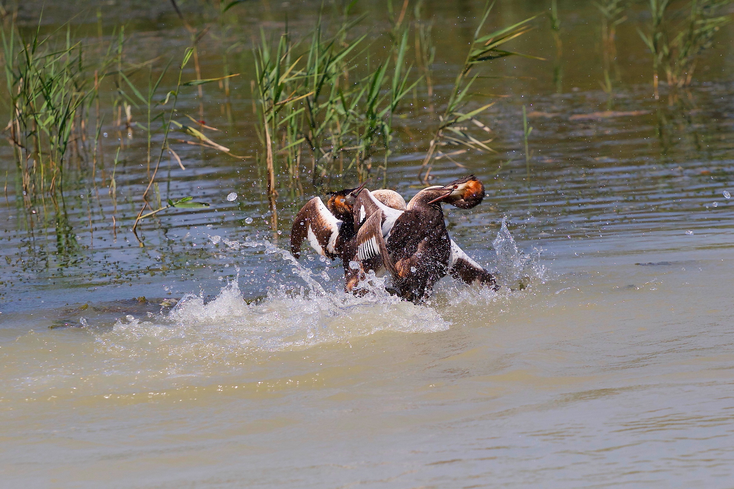 Svassi maggiori-the war