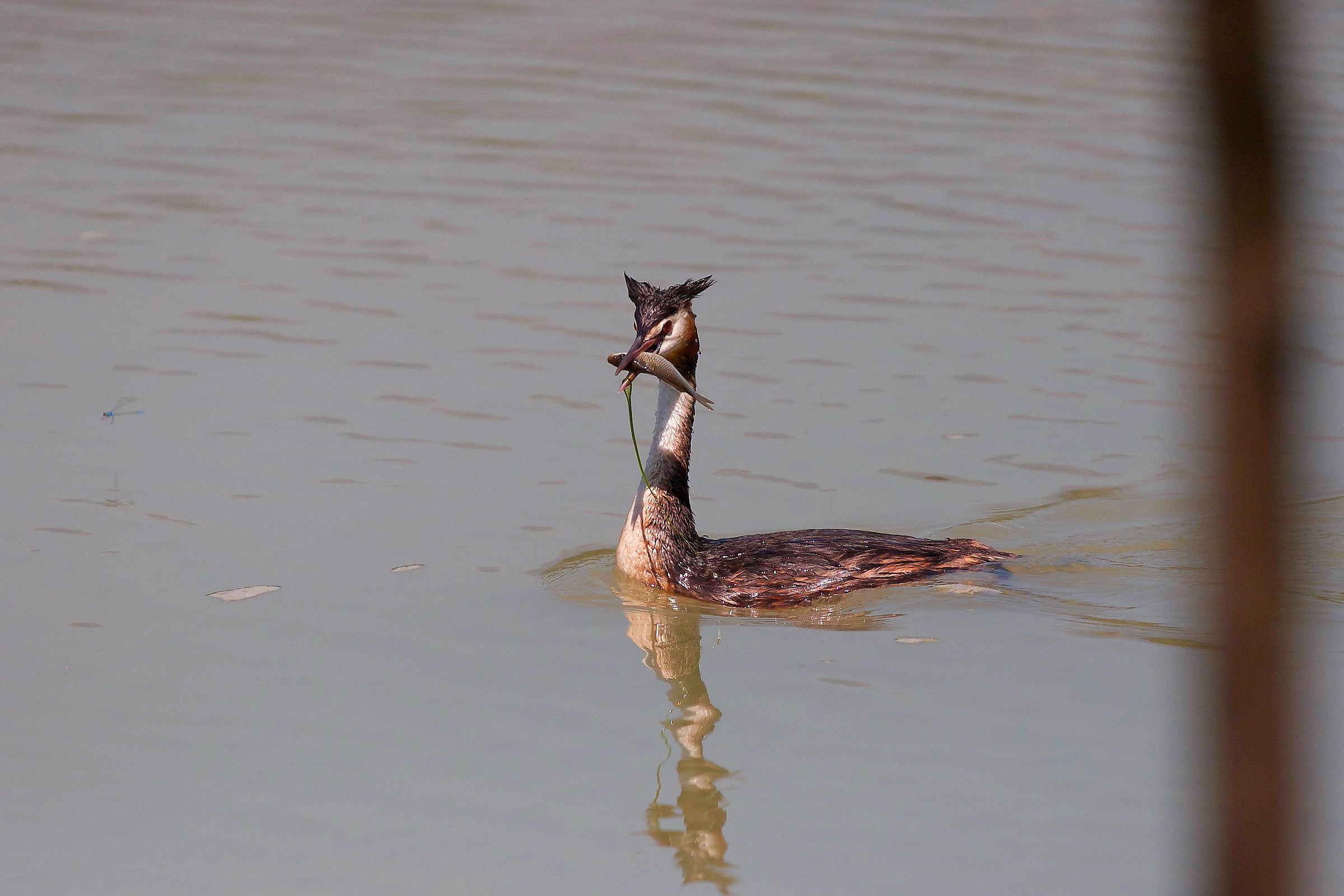 Svasso maggiore con preda.