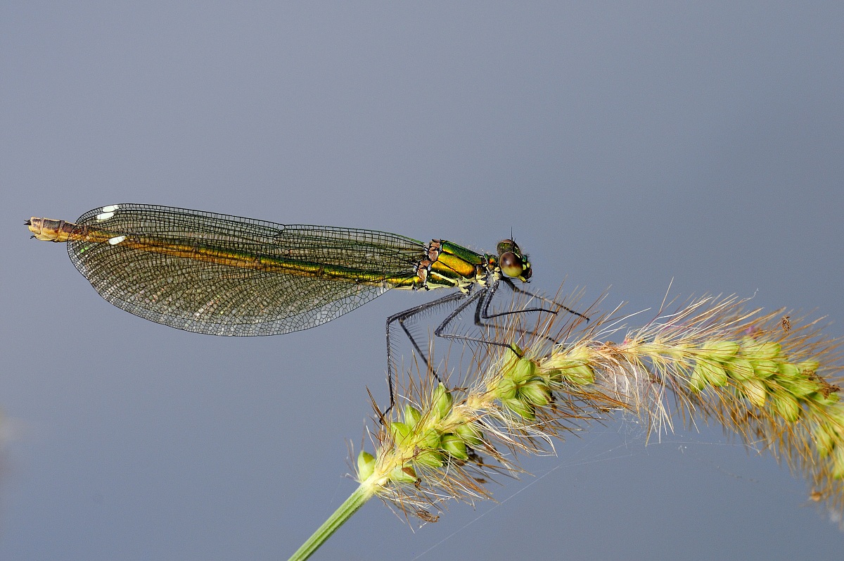 libellula su spiga